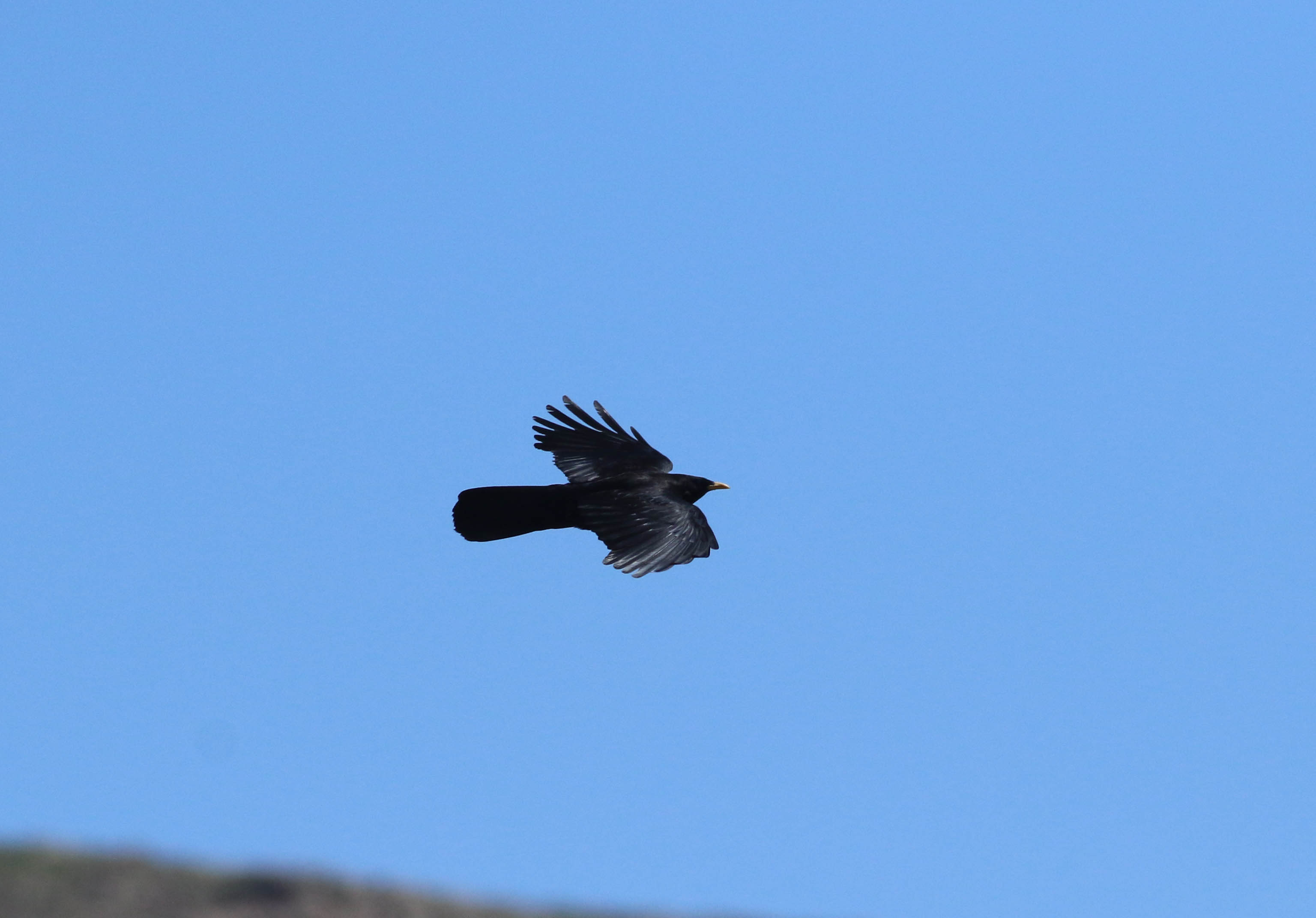 Yellow-billed Chough — Ana fotoğraf