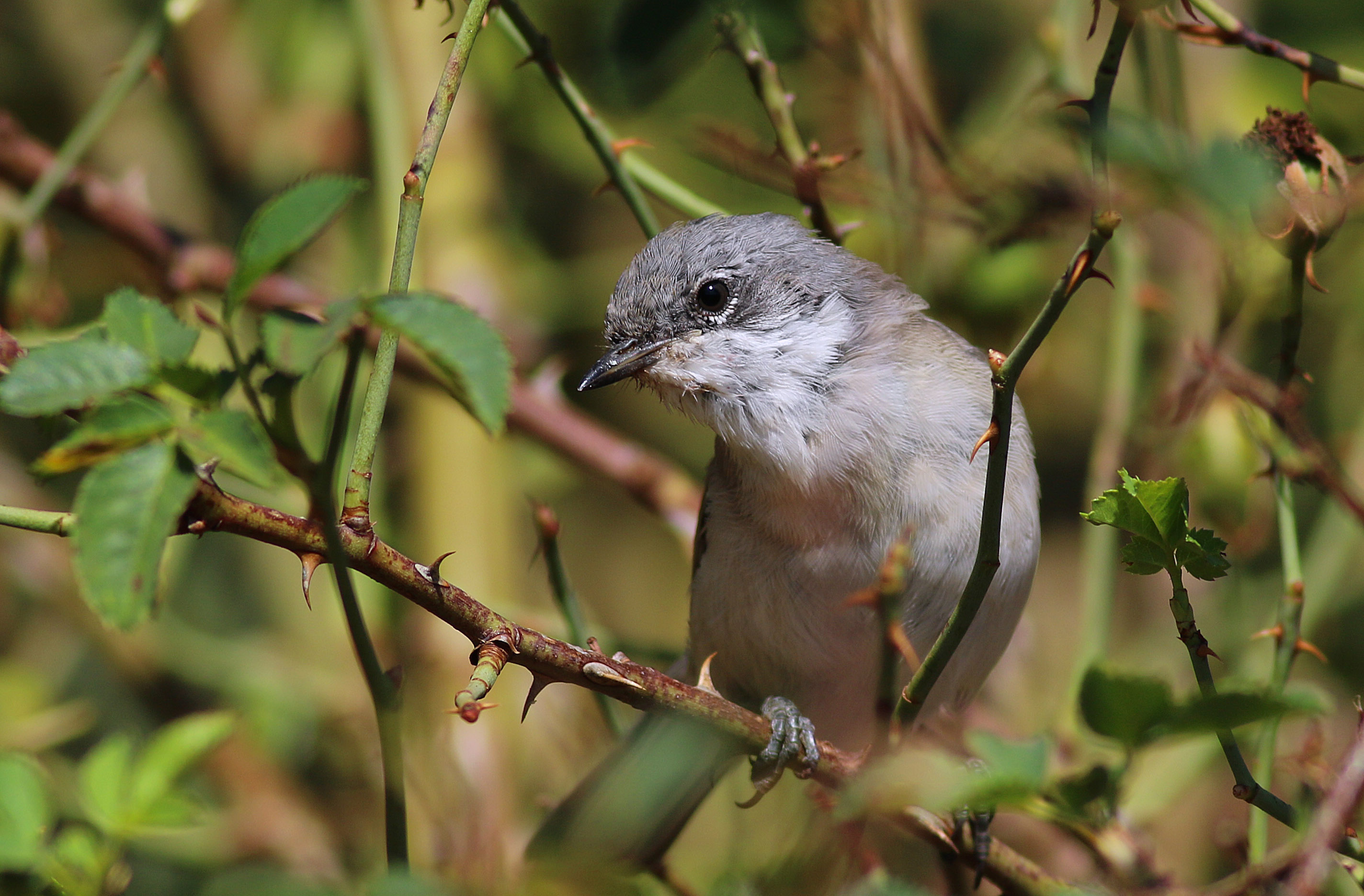 Lesser Whitethroat — Ana fotoğraf
