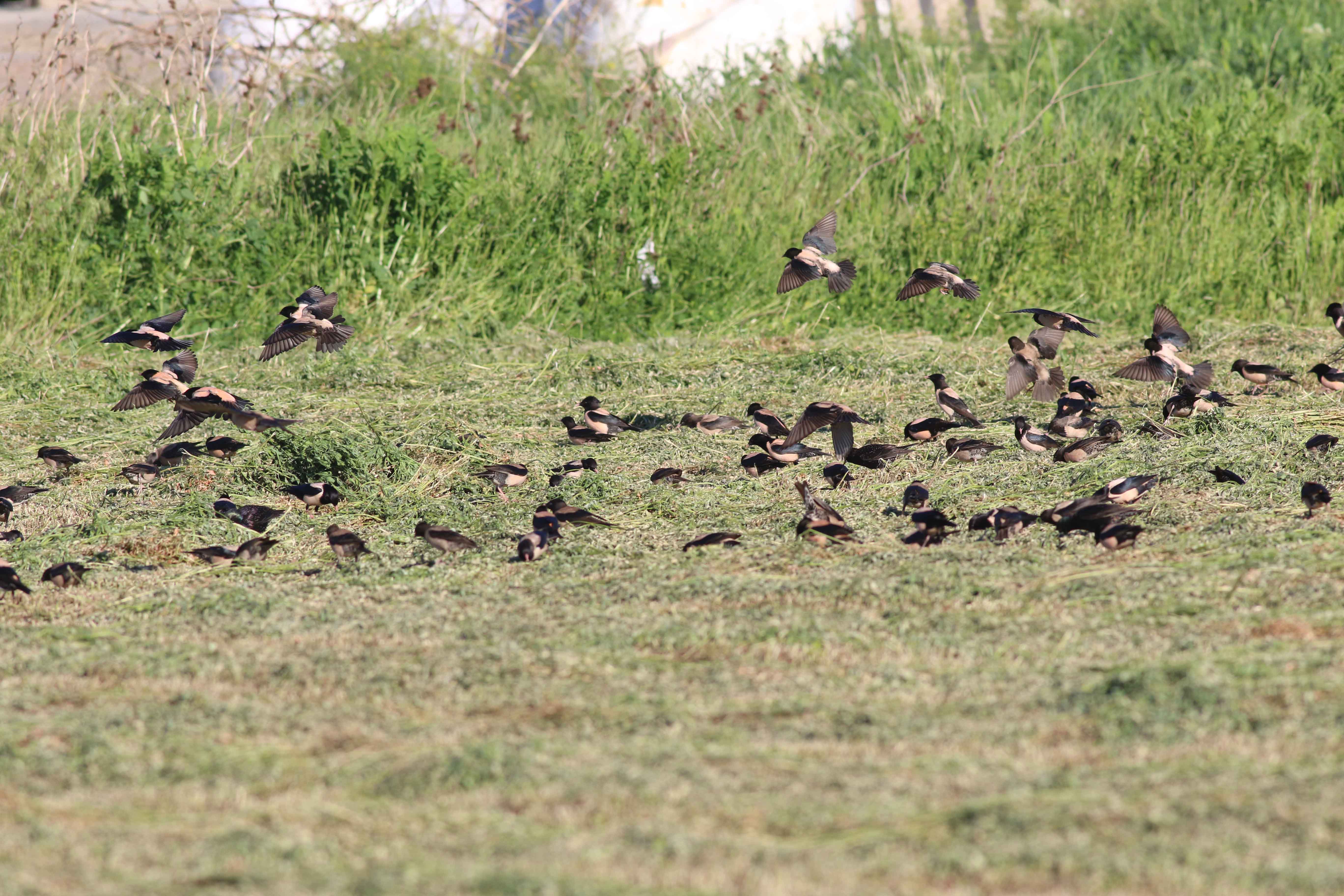 Rosy Starling — Ana fotoğraf