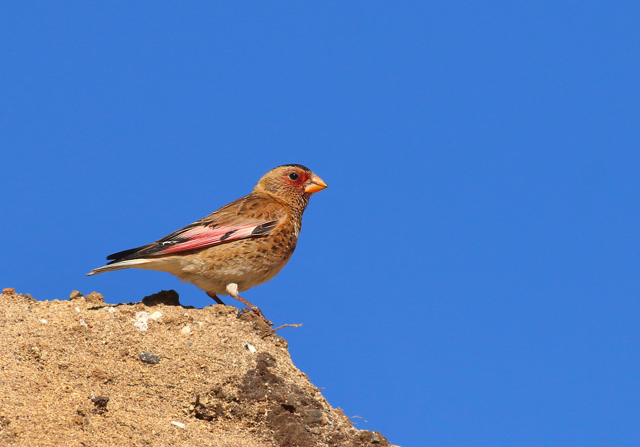 Crimson-winged Finch