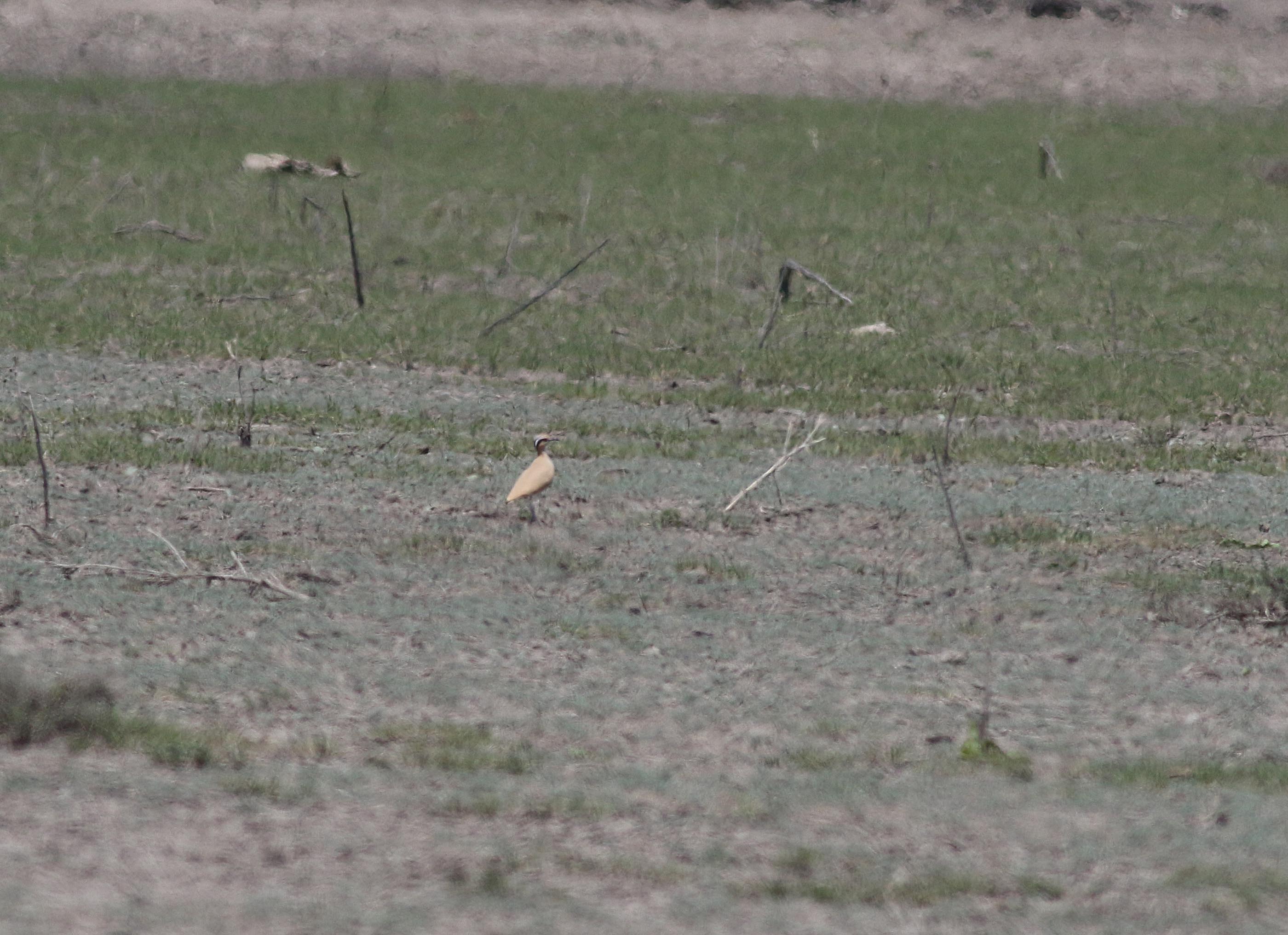 Cream-colored Courser