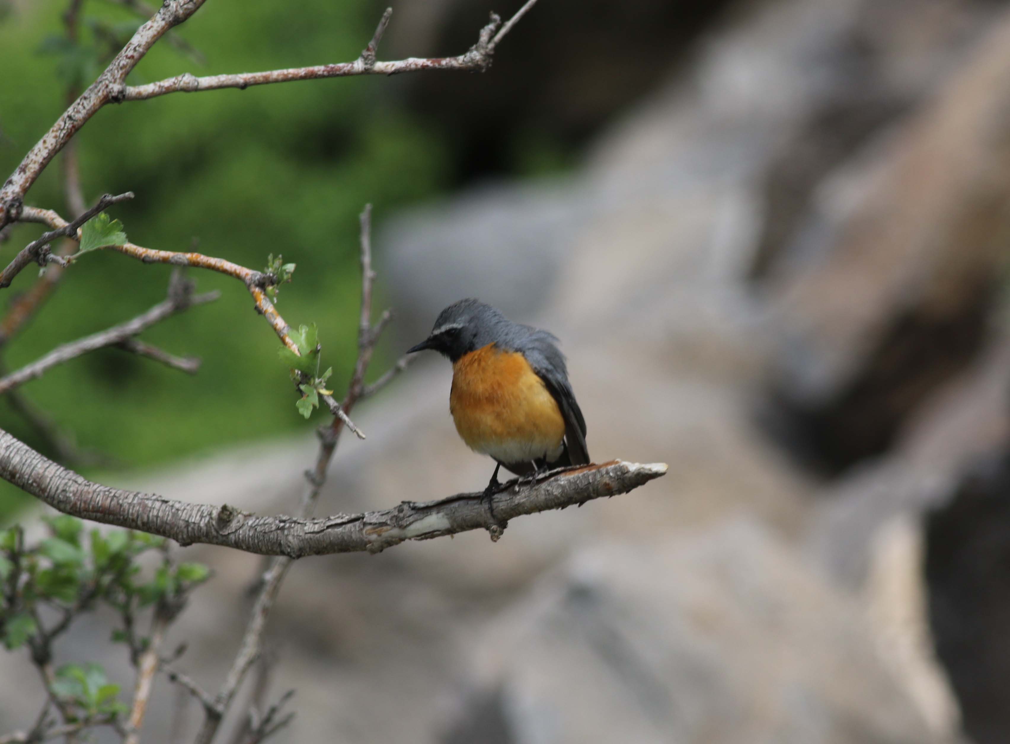 White-throated Robin