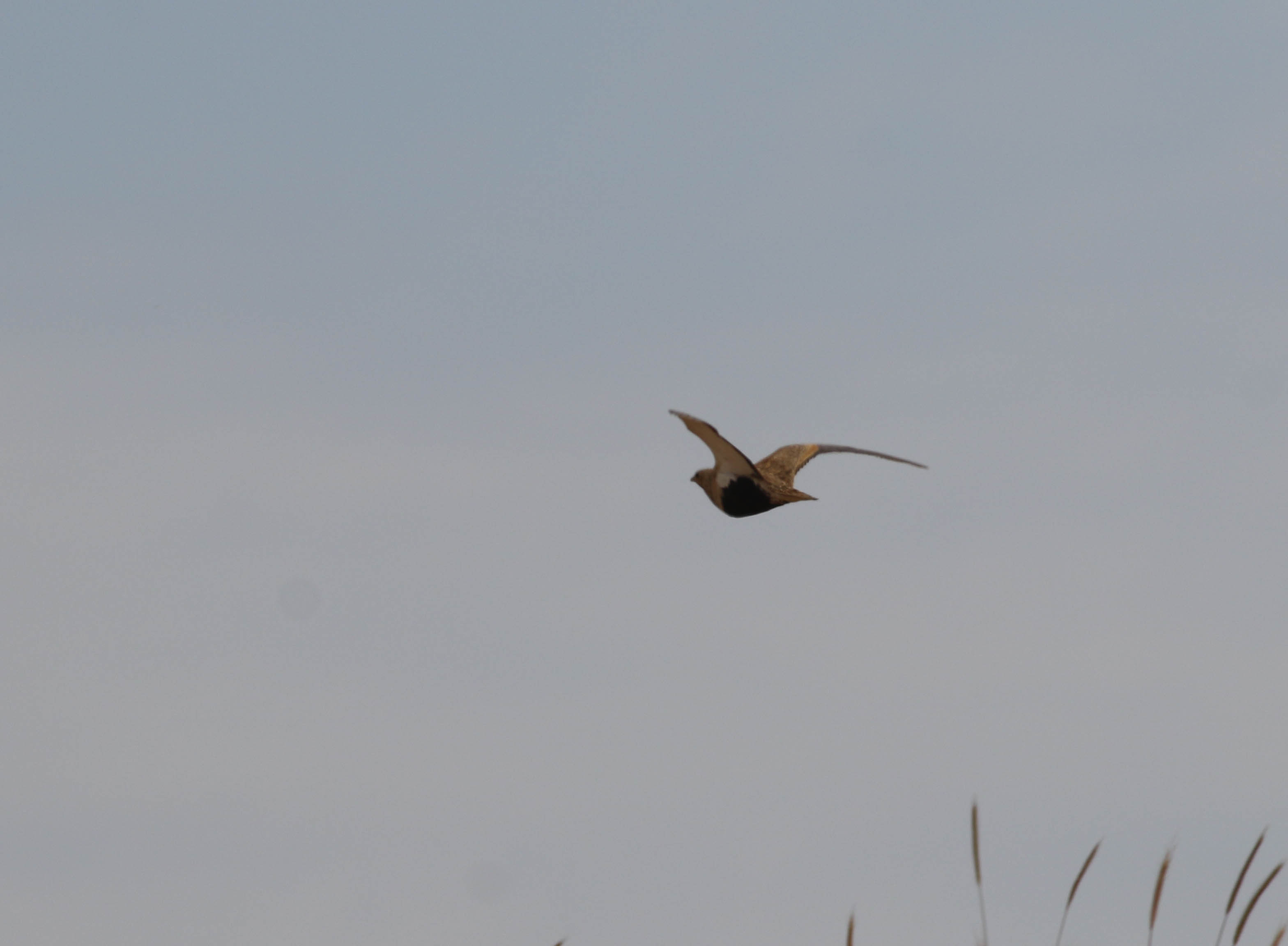 Black-bellied Sandgrouse