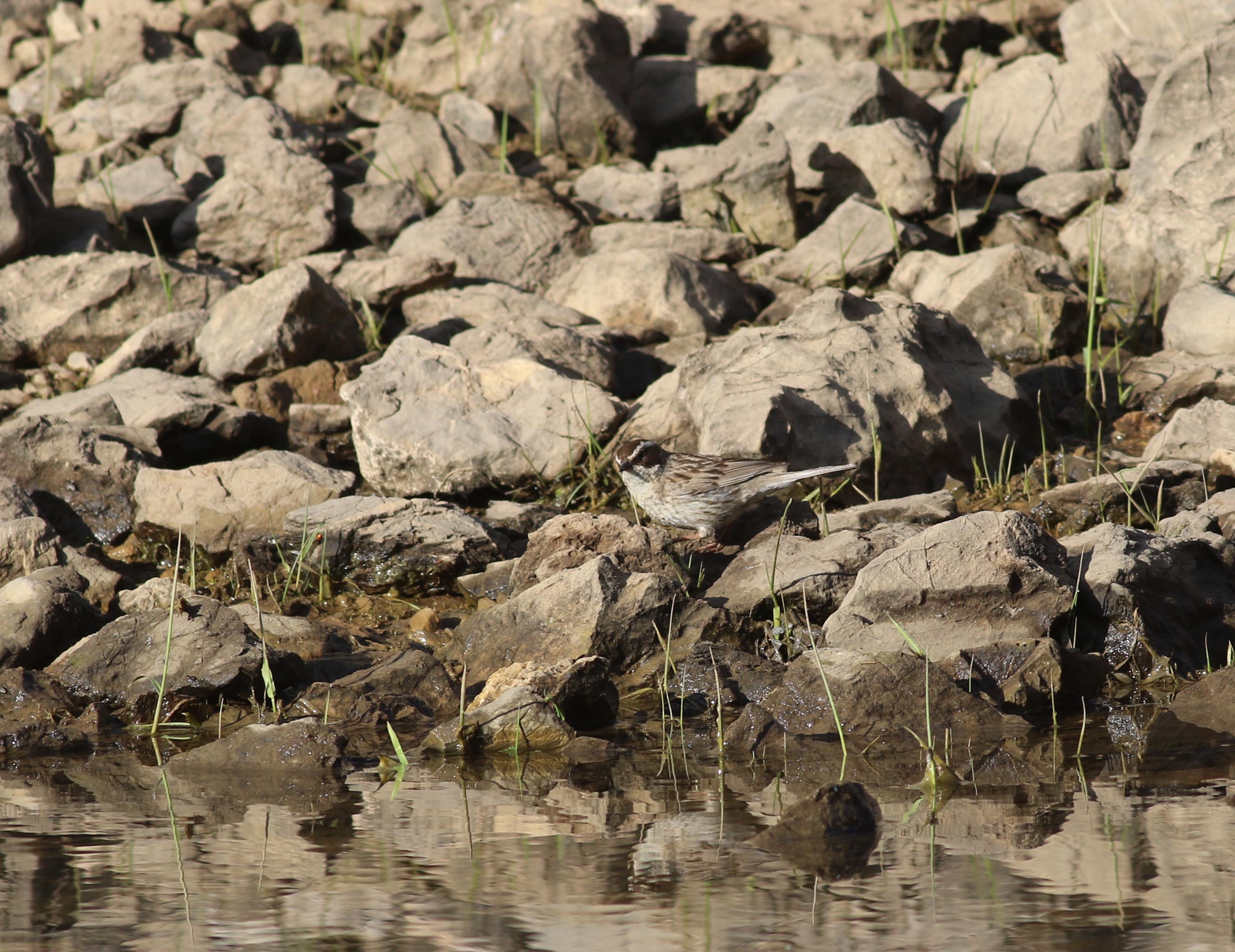 Radde's Accentor