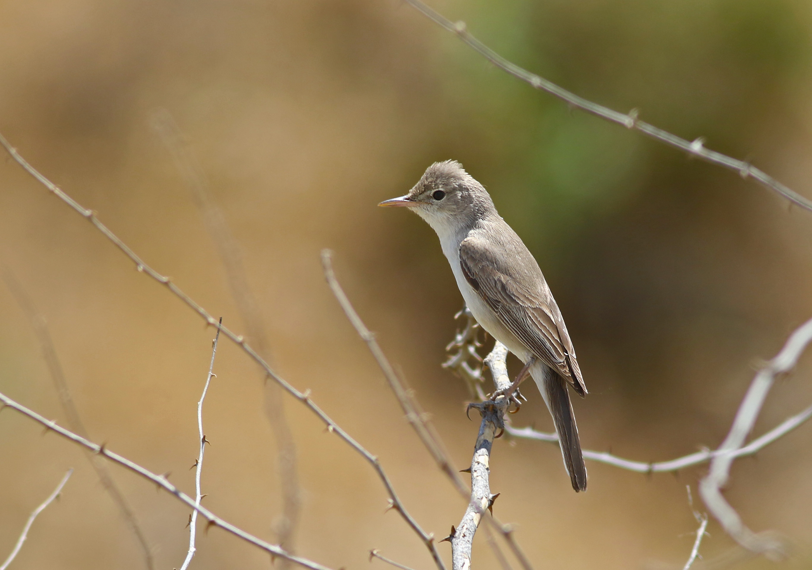 Upcher's Warbler