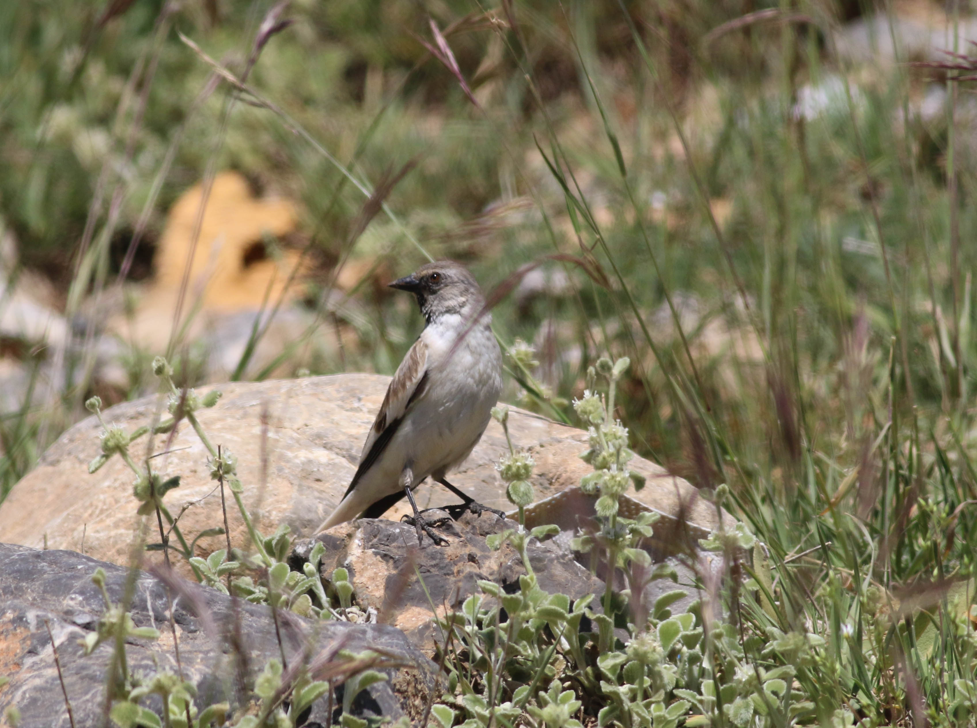 White-winged Snowfinch