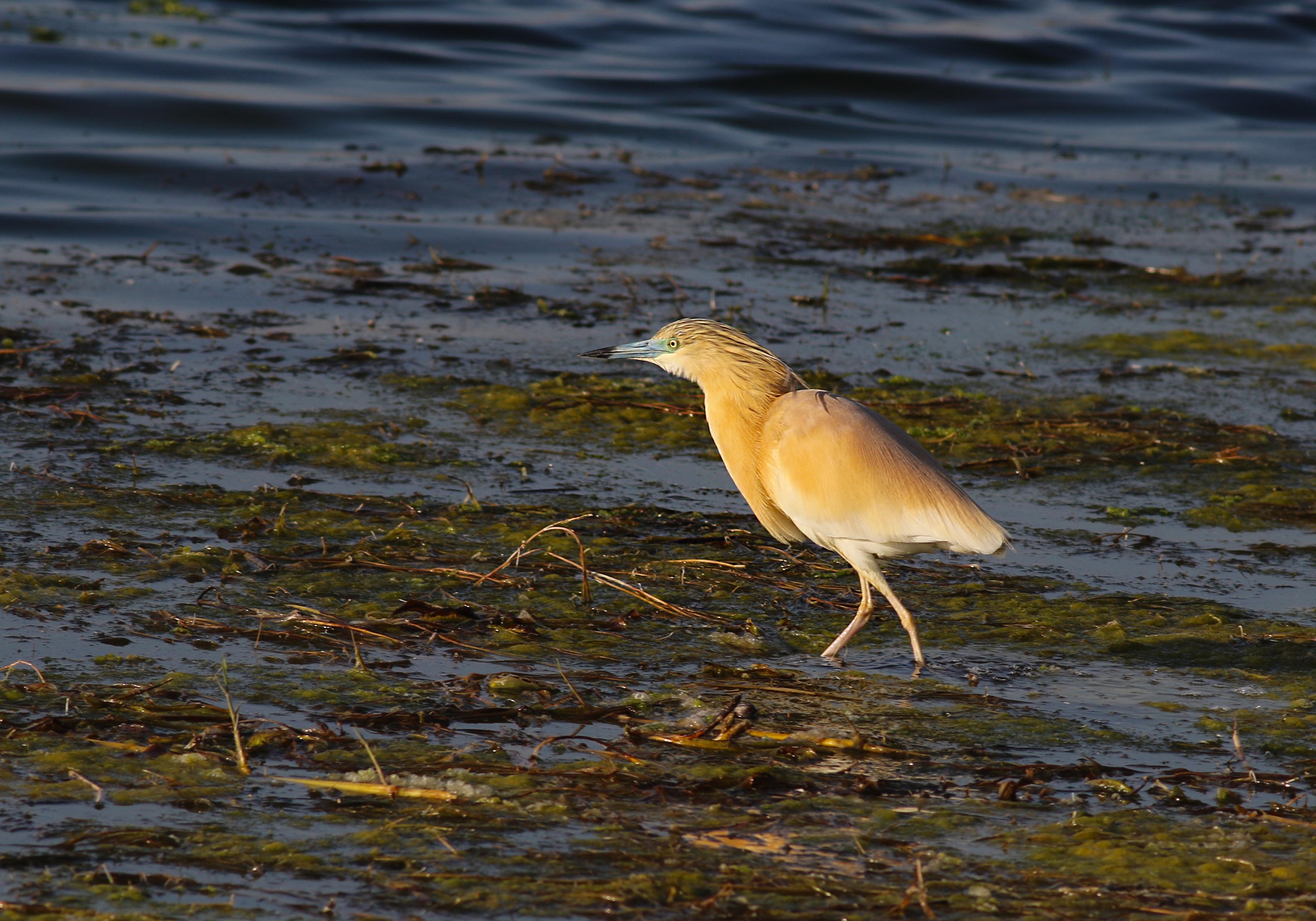 Squacco Heron