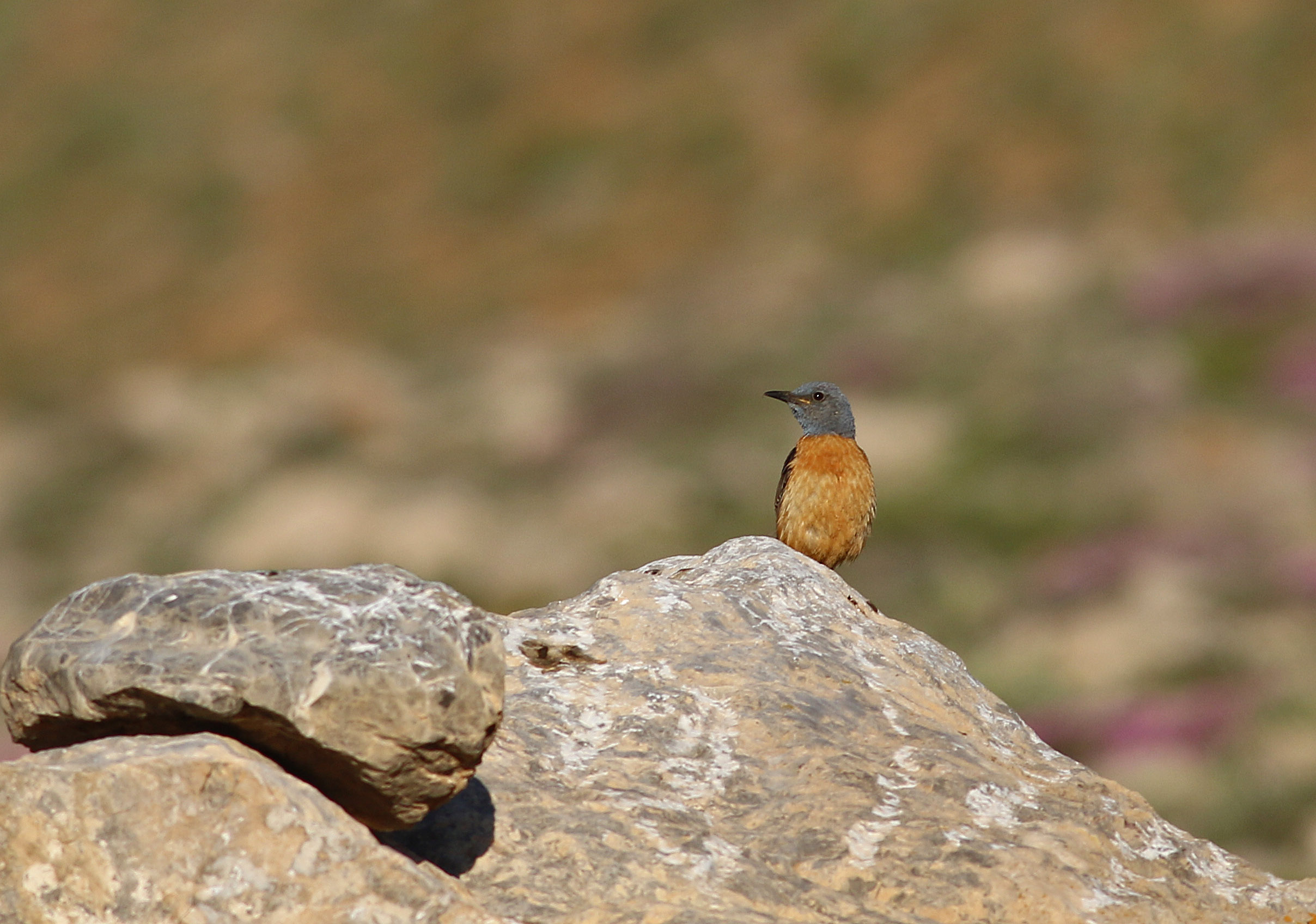Rufous-tailed Rock-Thrush