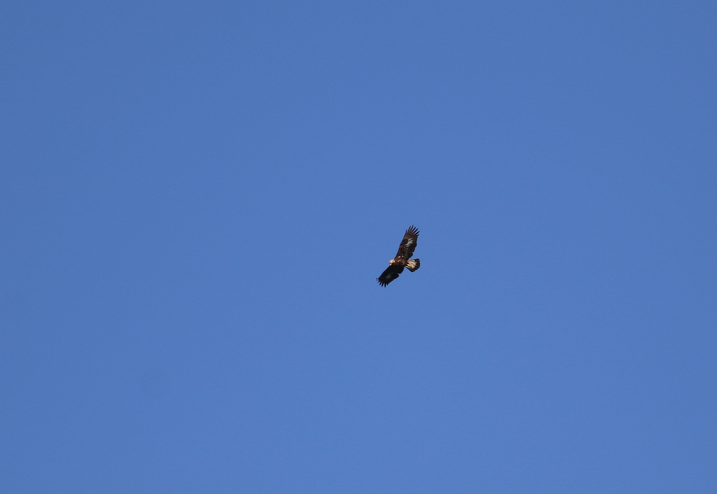 Golden Eagle — Ana fotoğraf