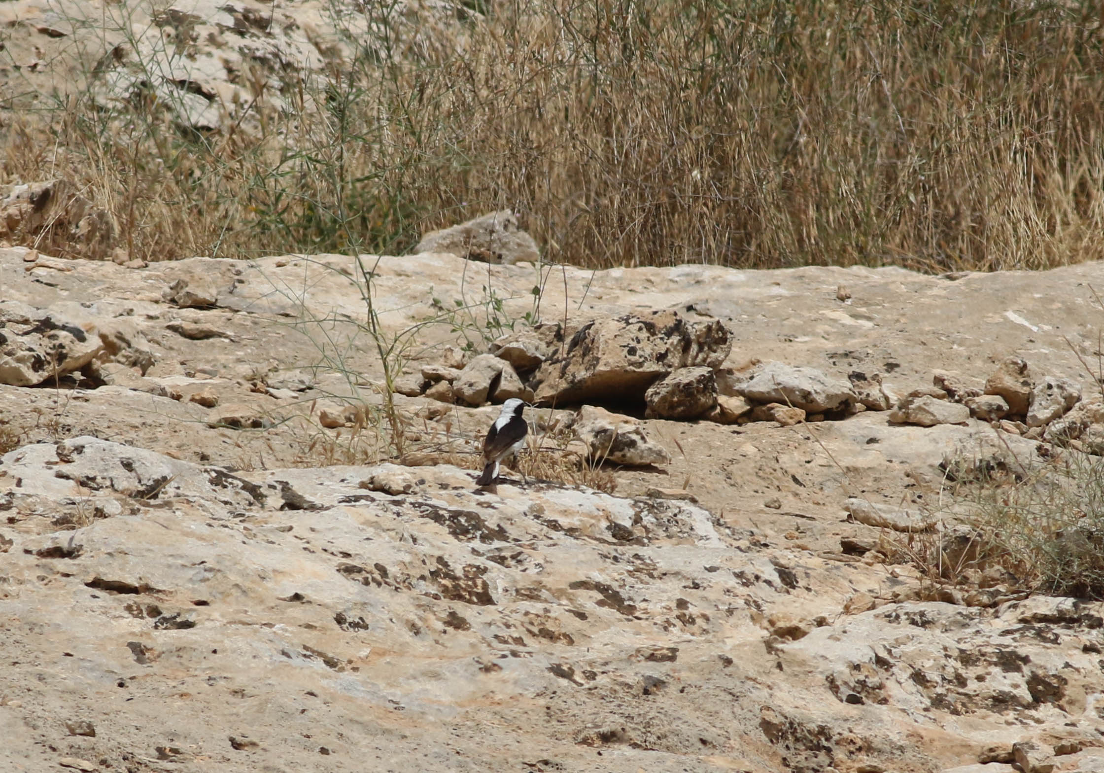 Finsch's Wheatear
