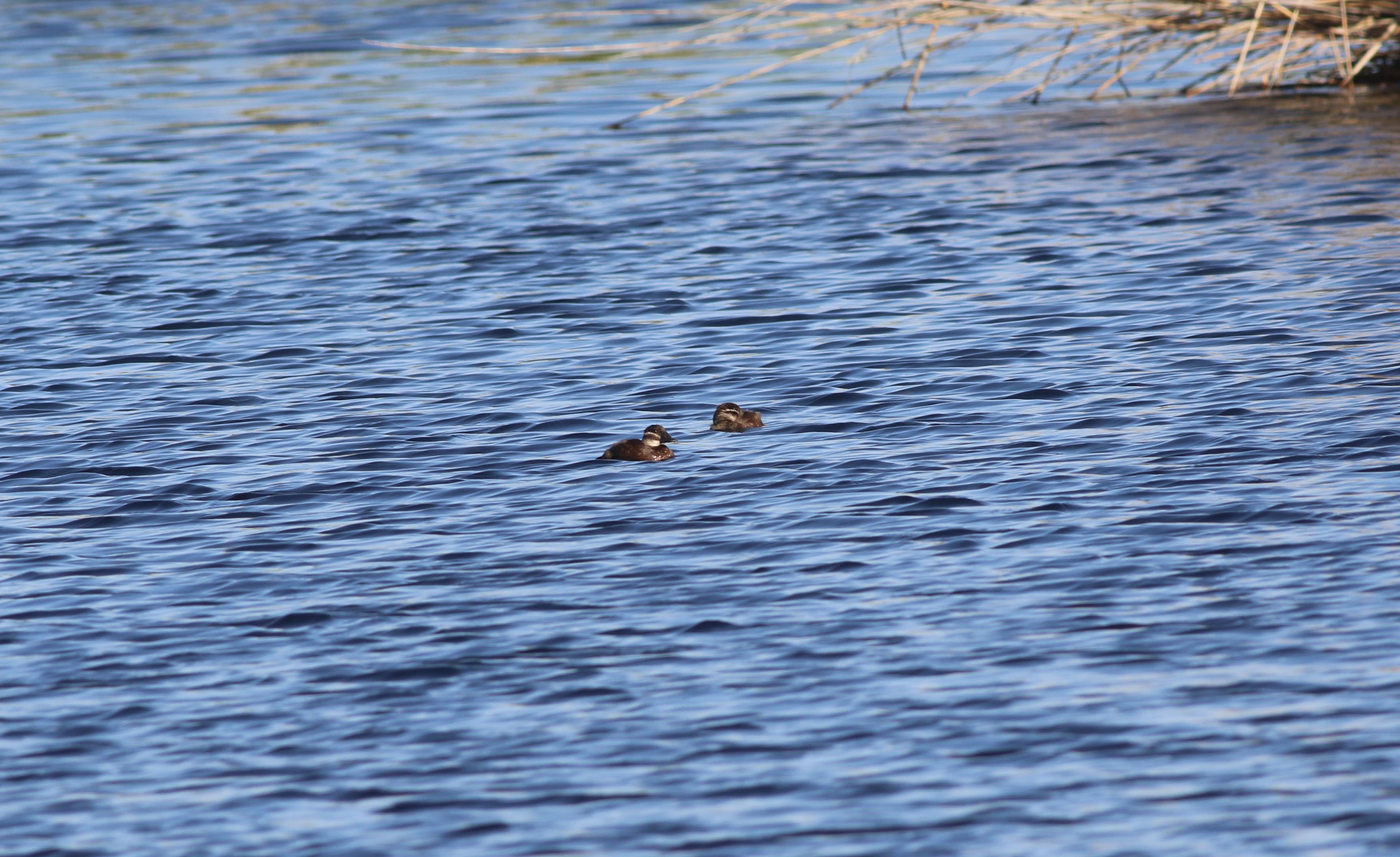 White-headed Duck