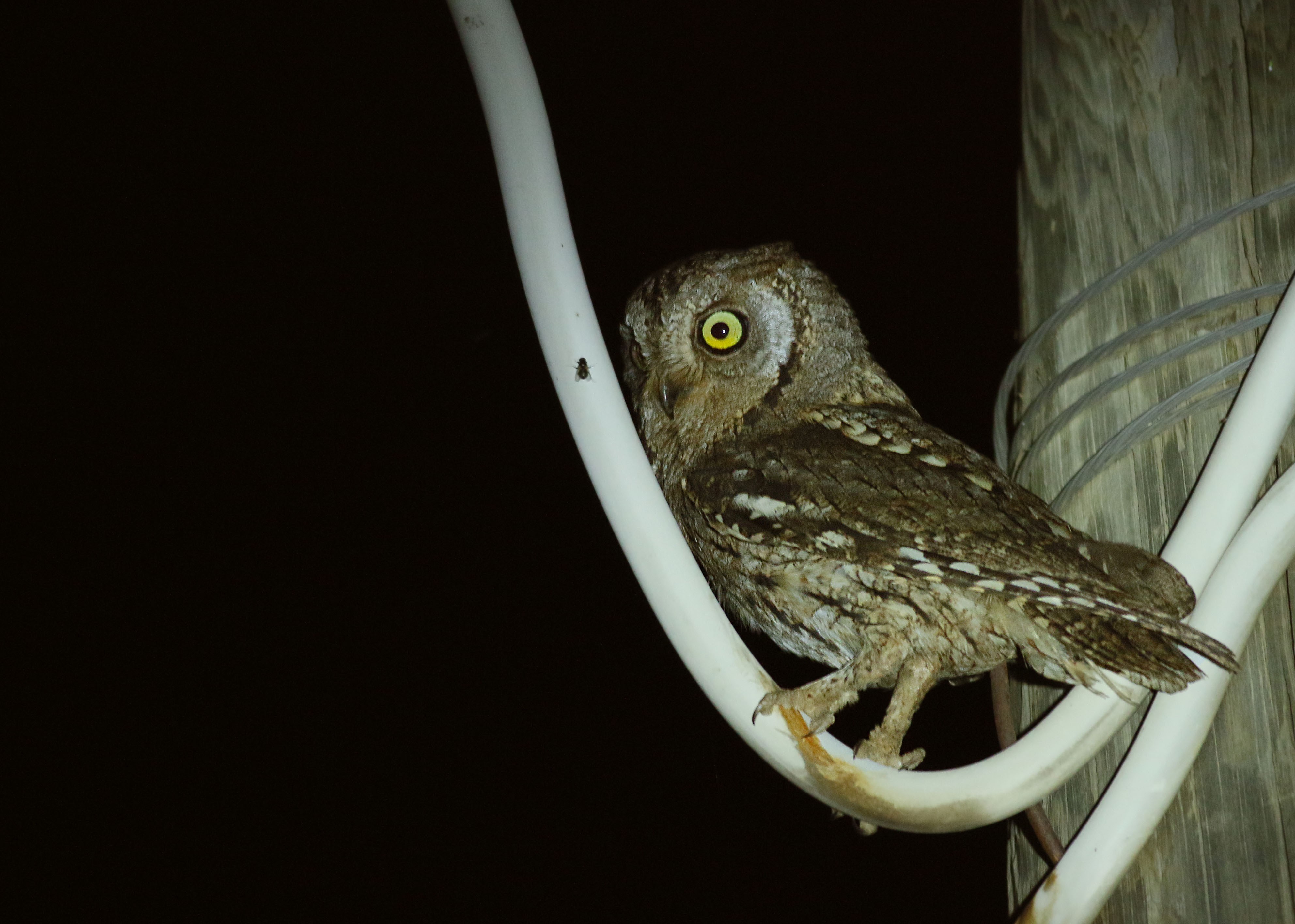 Eurasian Scops-Owl