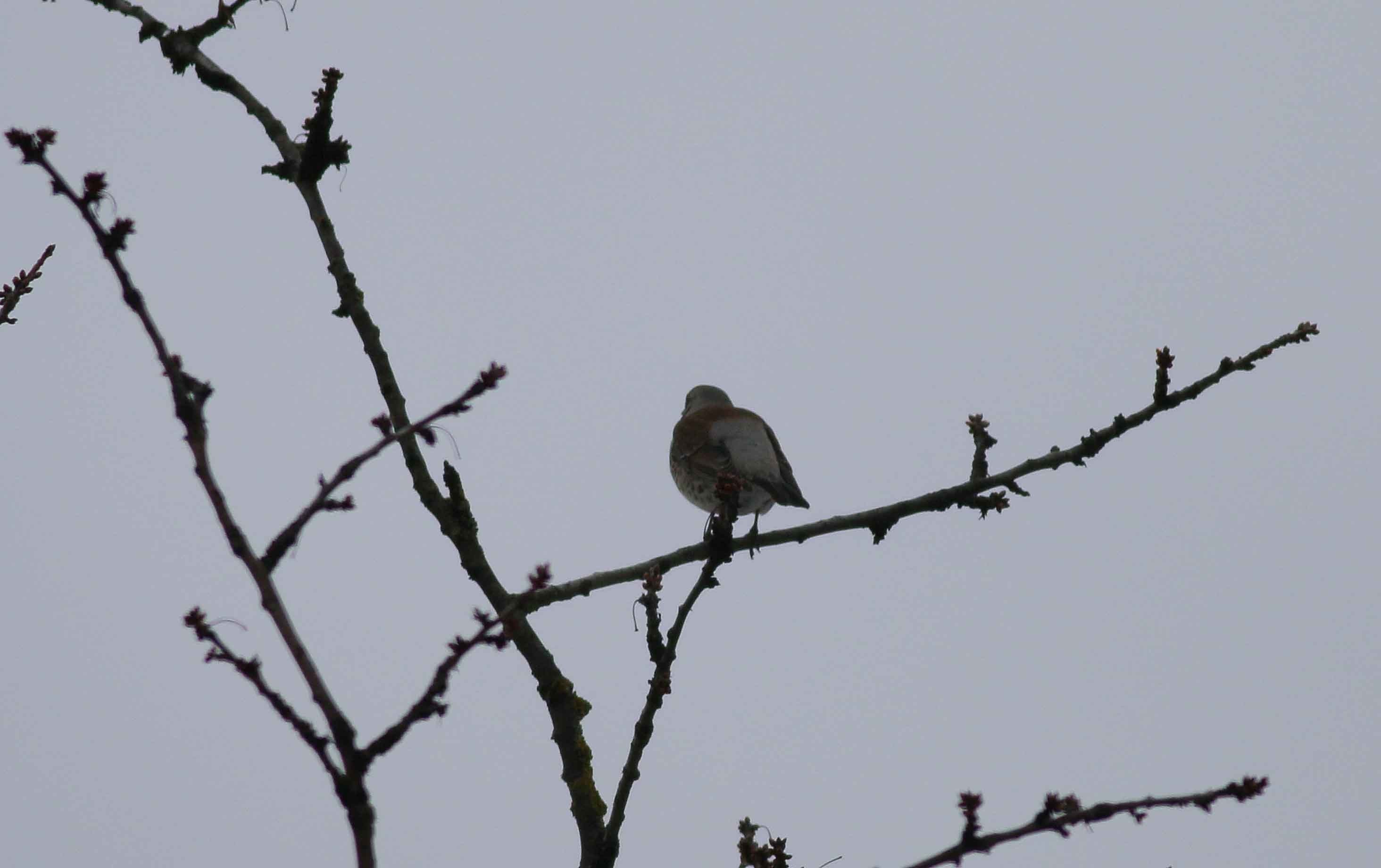 Fieldfare