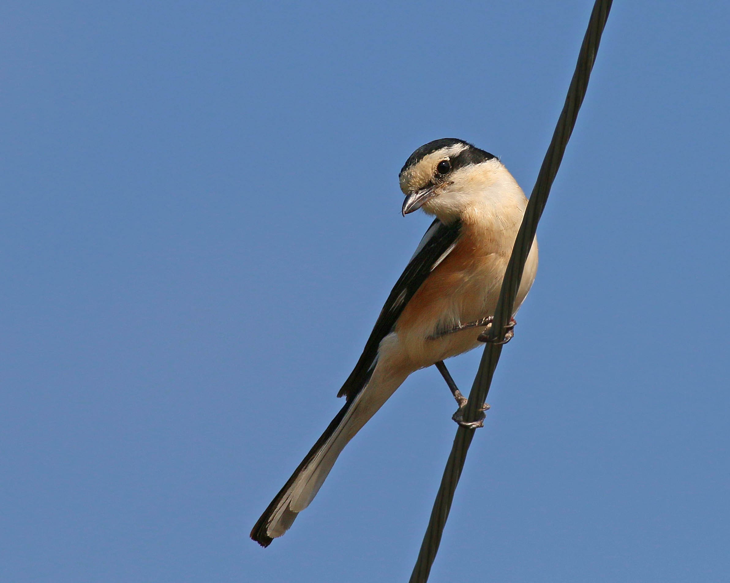 Masked Shrike