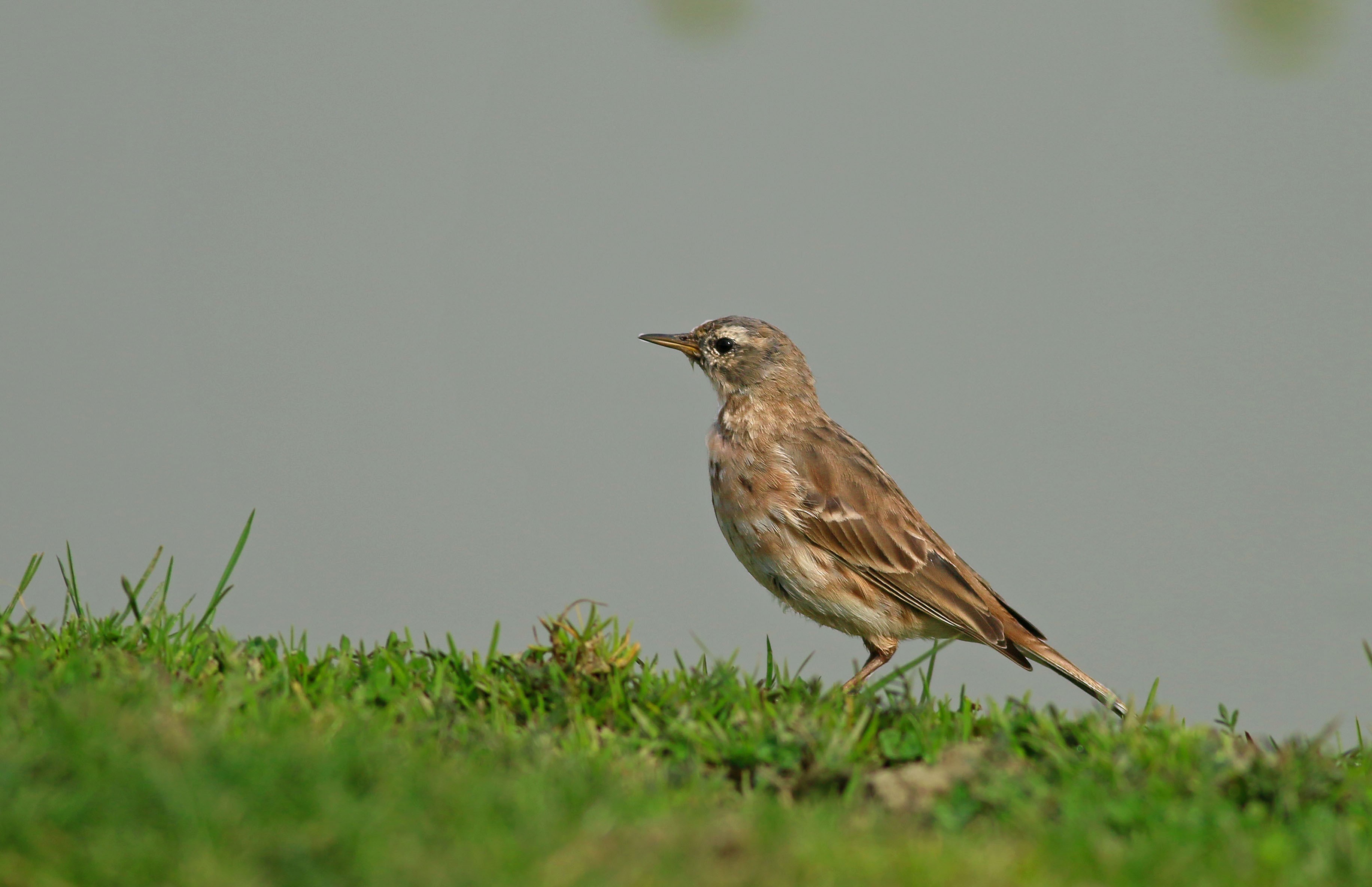 Water Pipit