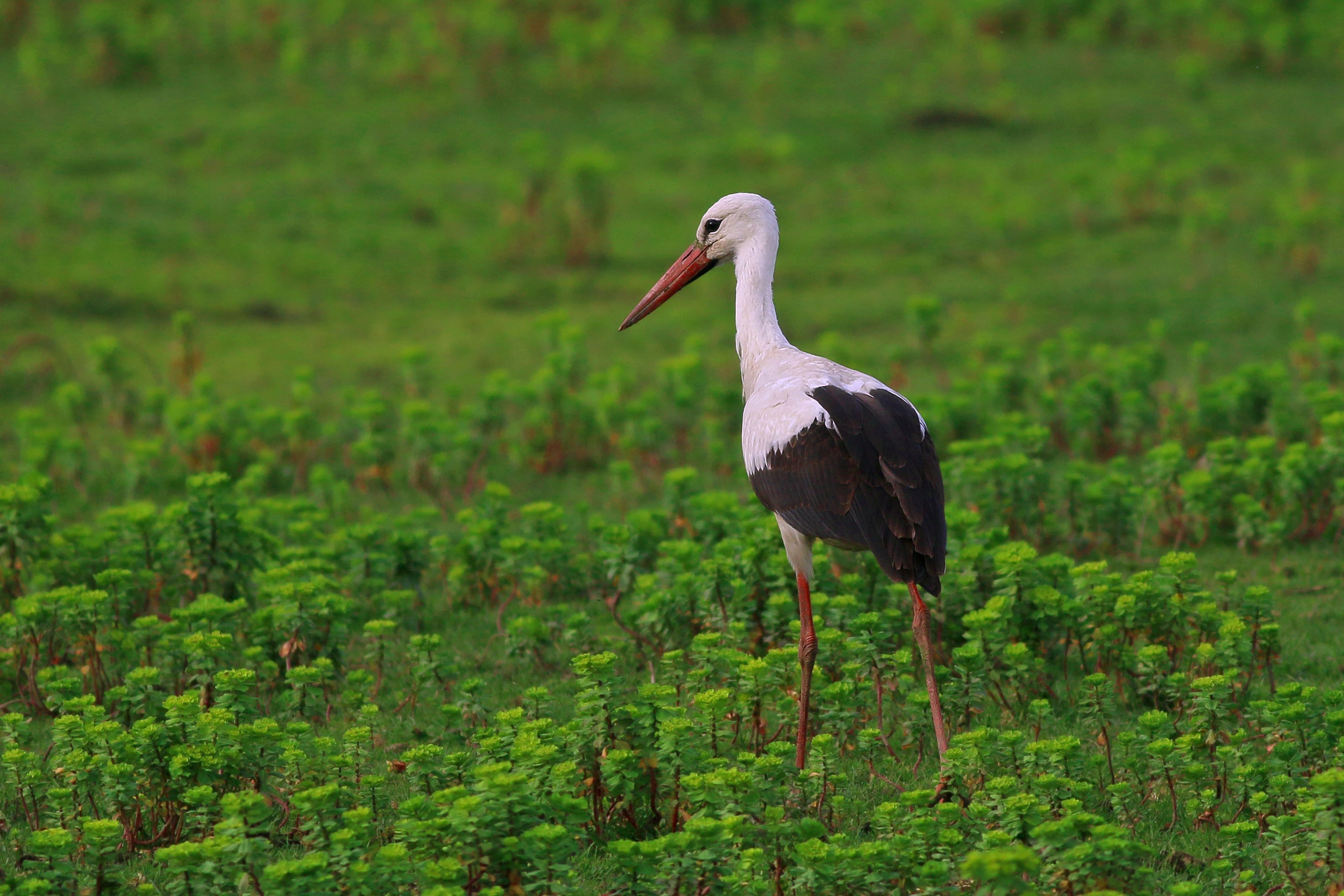 White Stork
