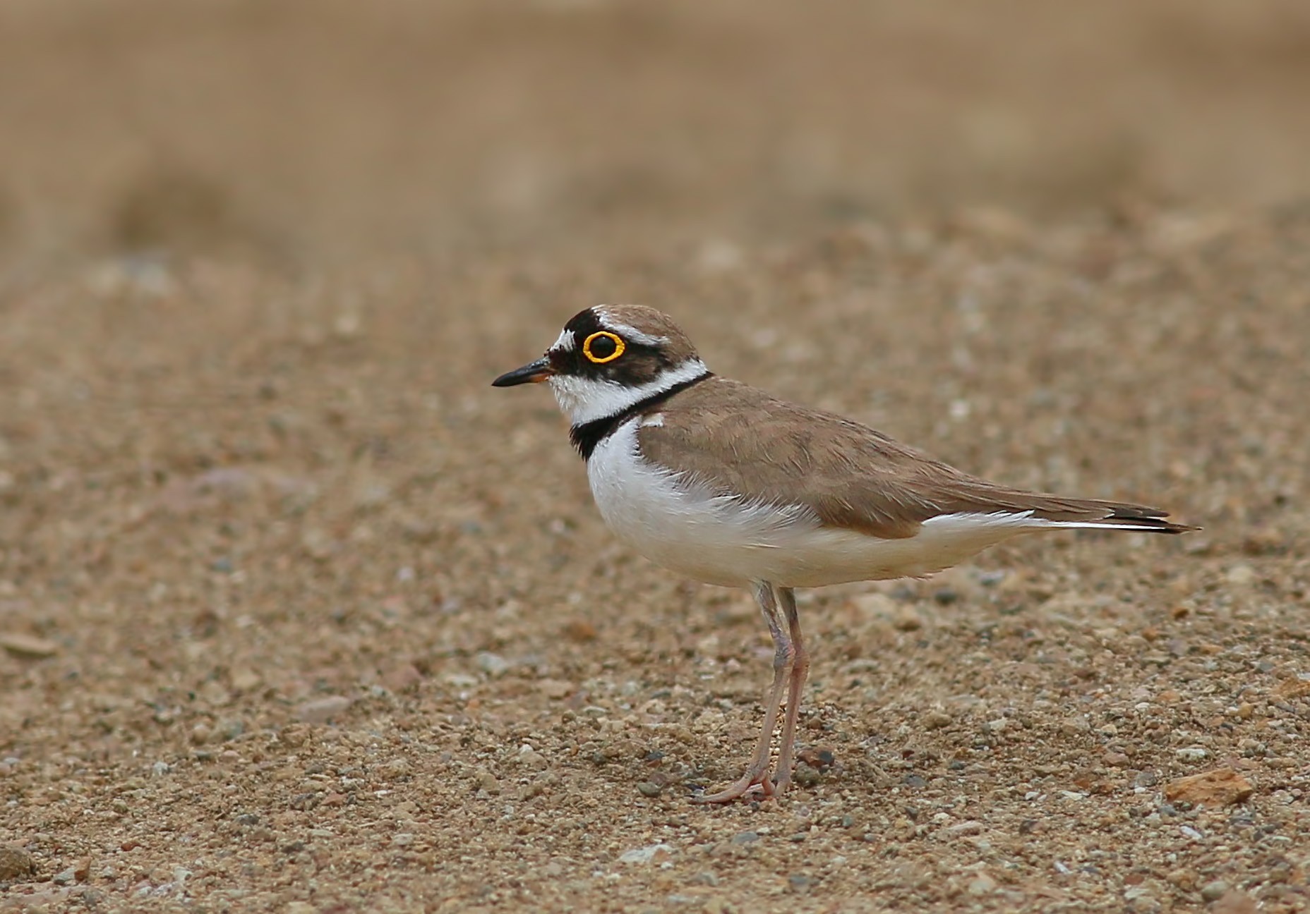 Little Ringed Plover