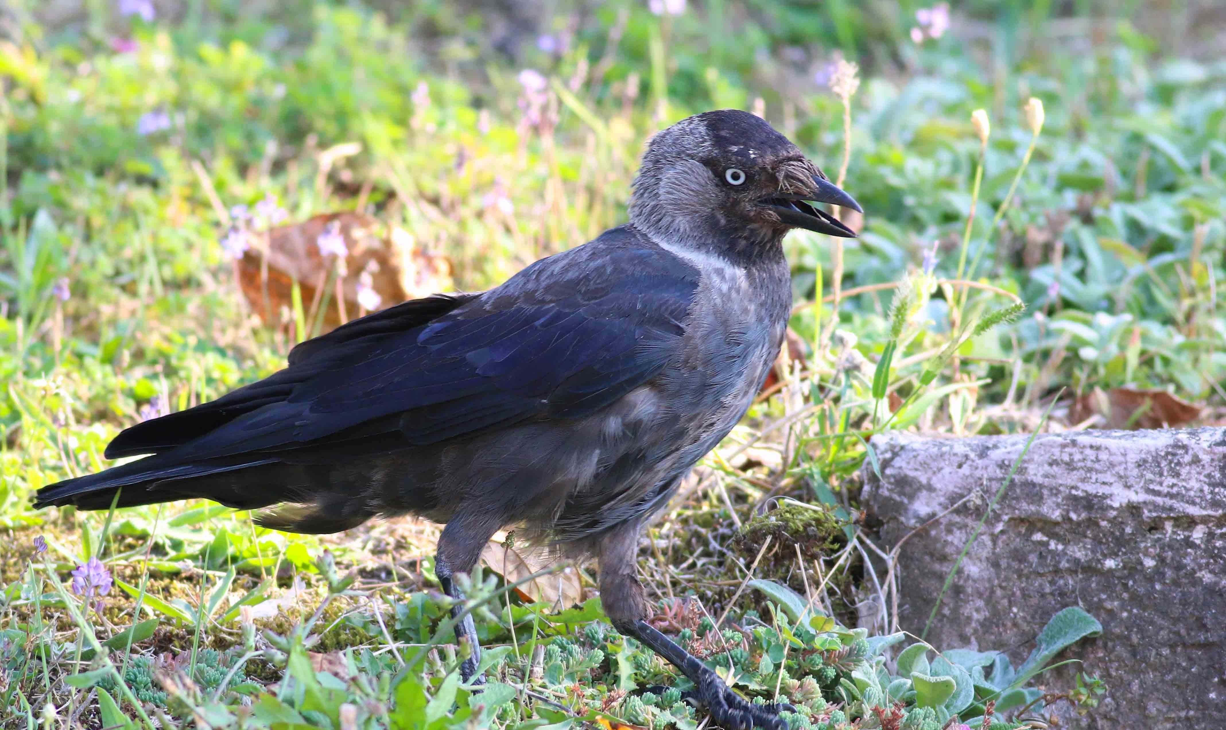 Eurasian Jackdaw