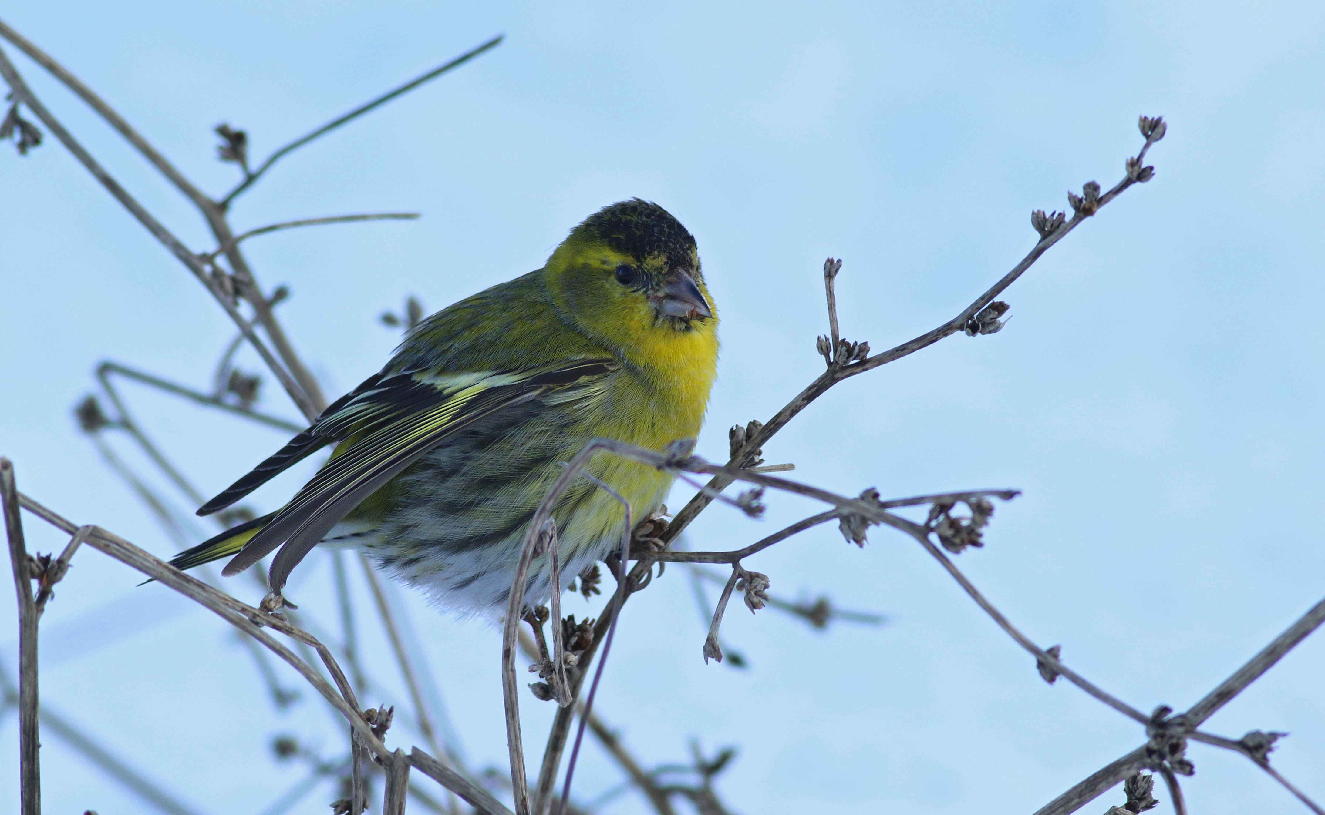 Eurasian Siskin