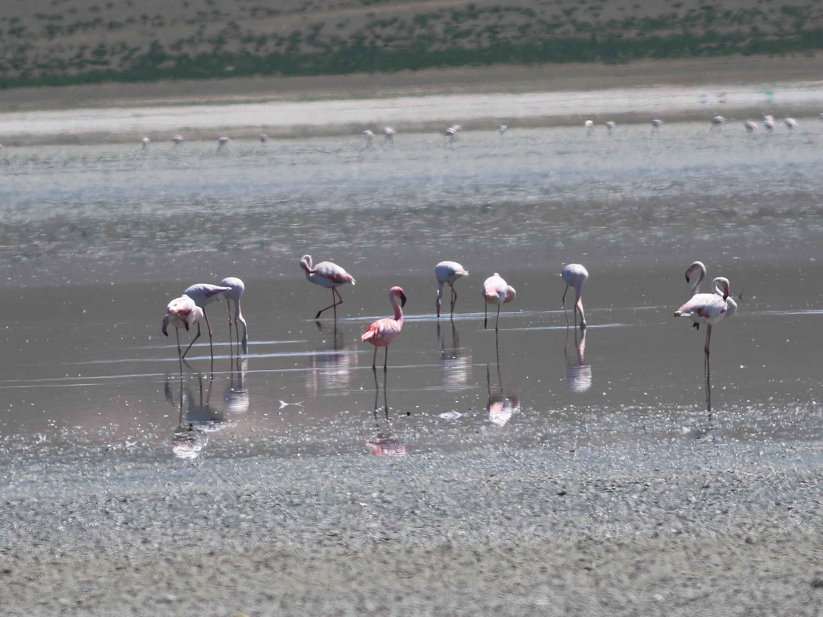 Lesser Flamingo