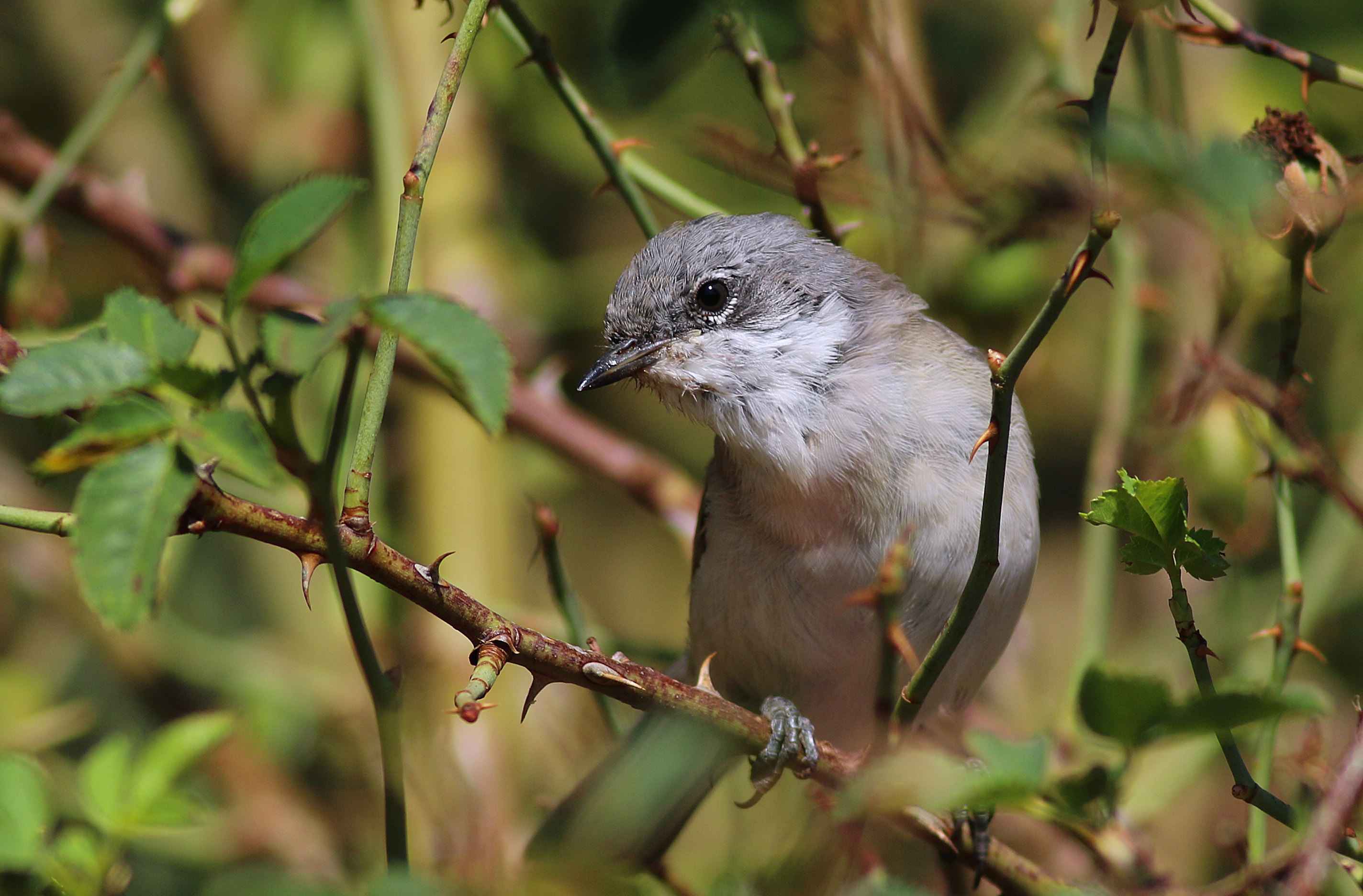 Lesser Whitethroat