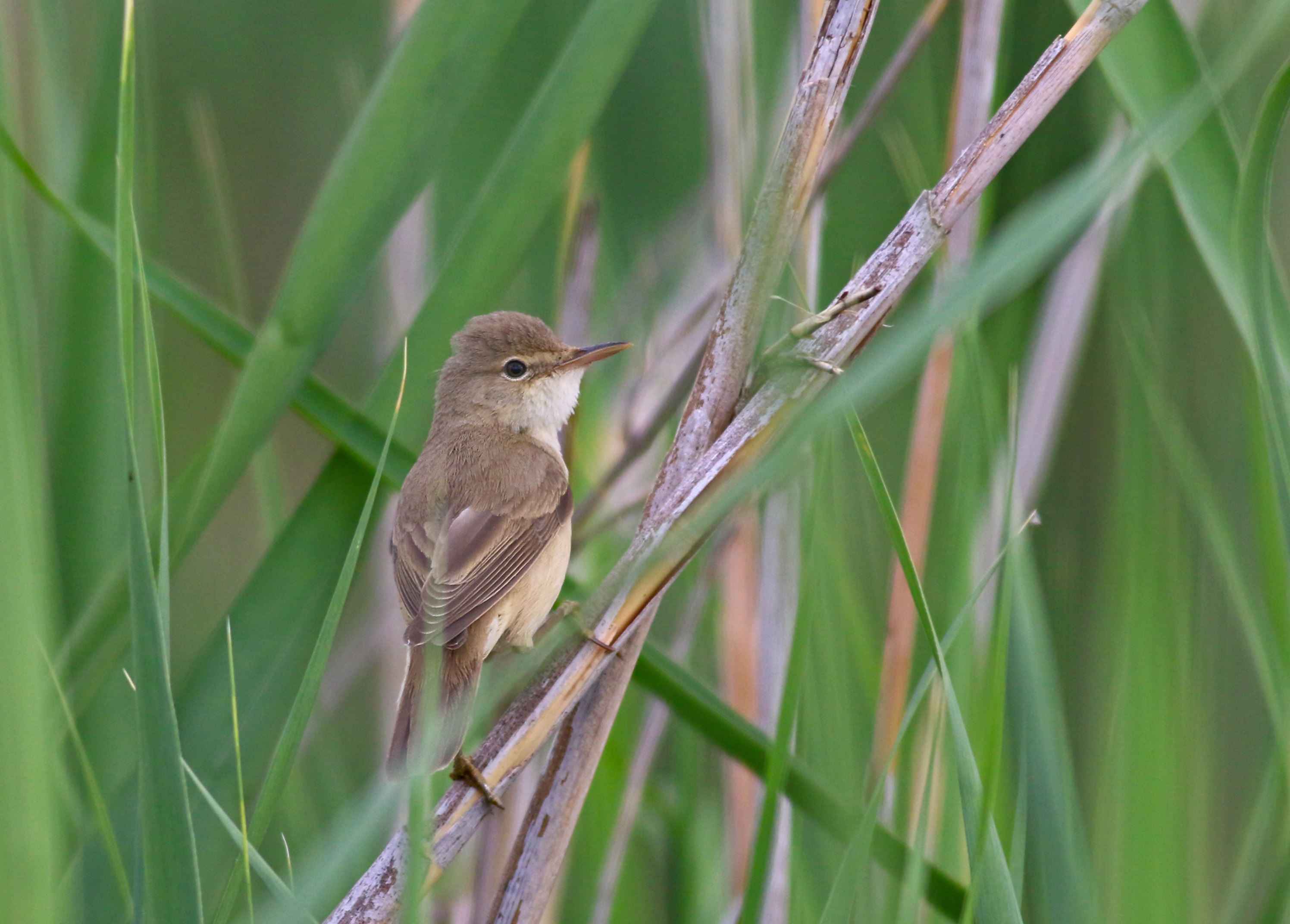 Eurasian Reed Warbler
