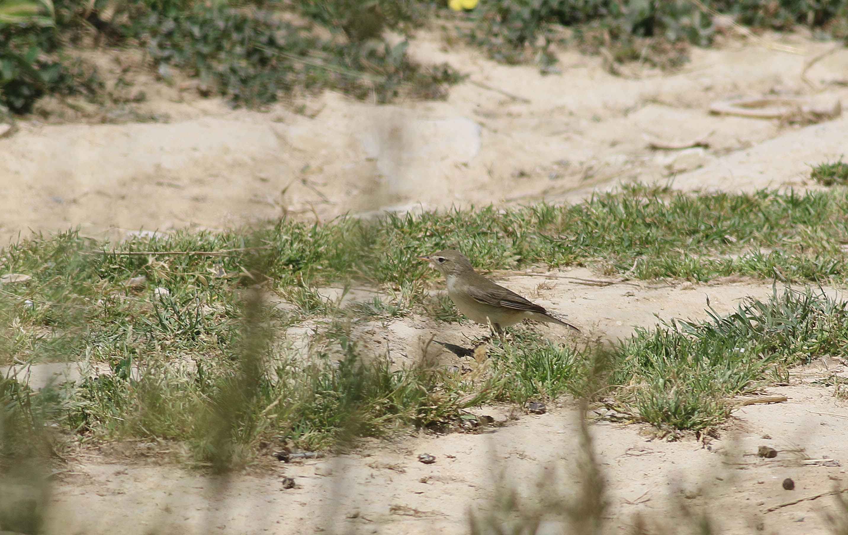 Eastern Olivaceous Warbler
