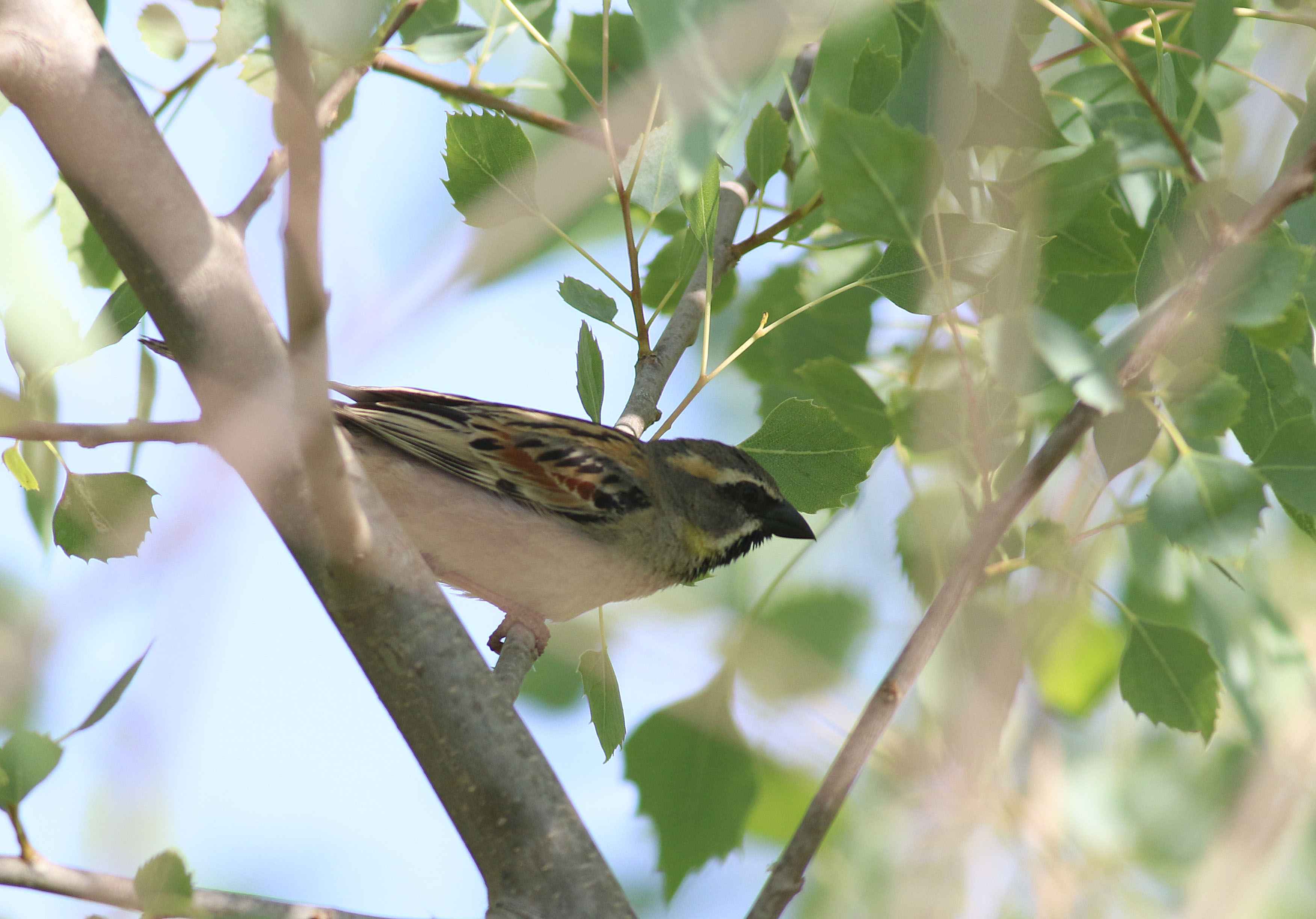 Dead Sea Sparrow