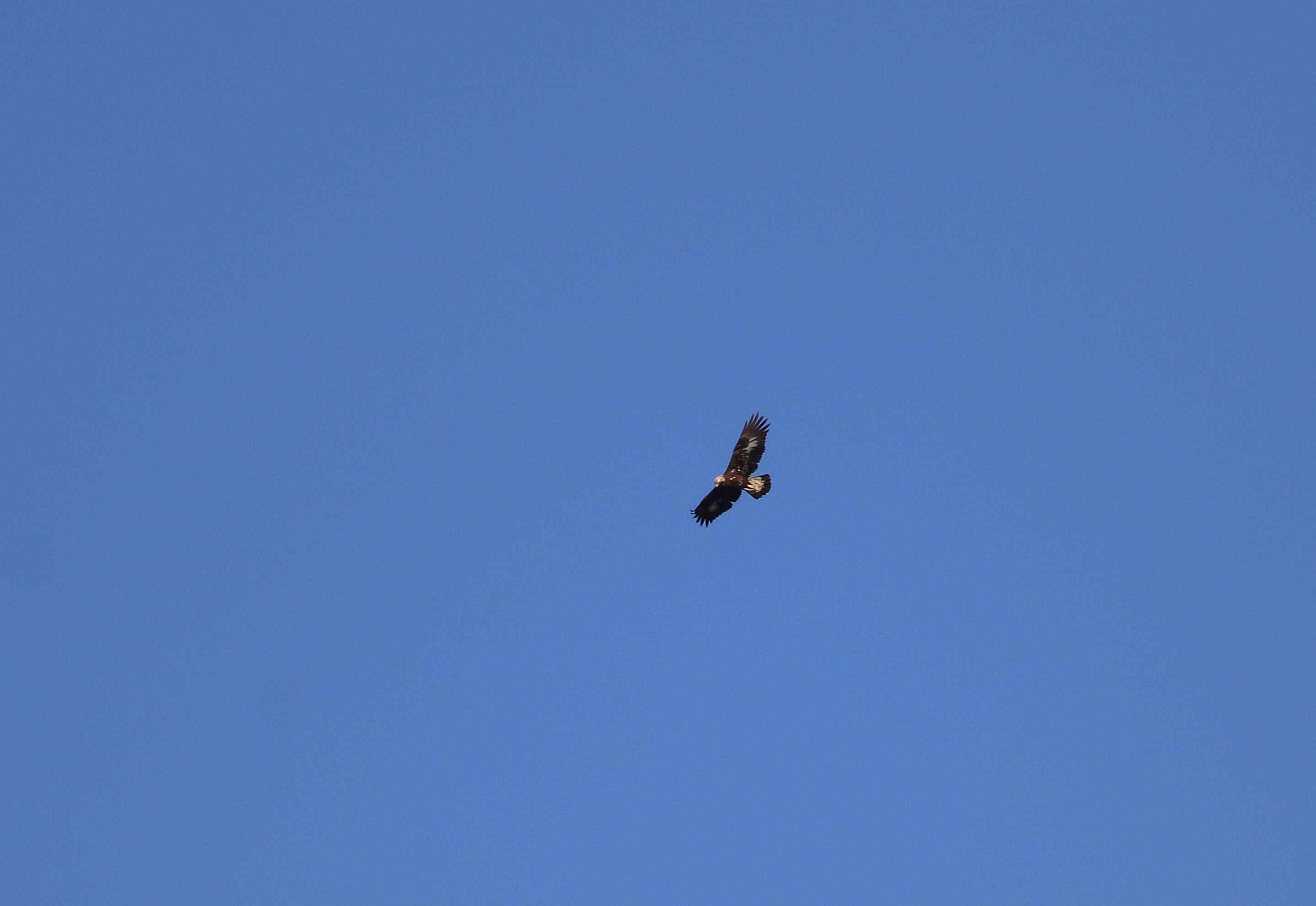 Golden Eagle