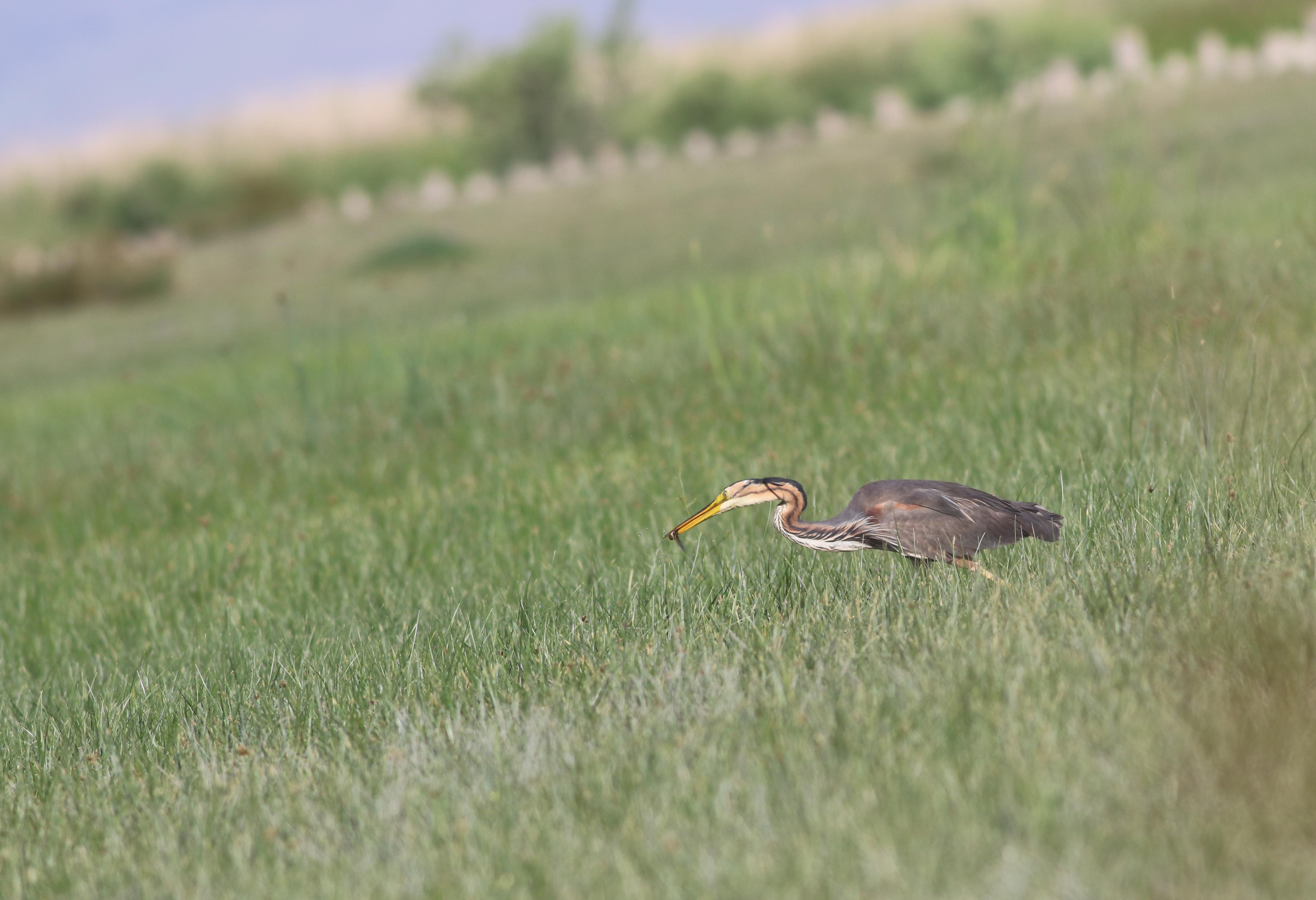 Purple Heron