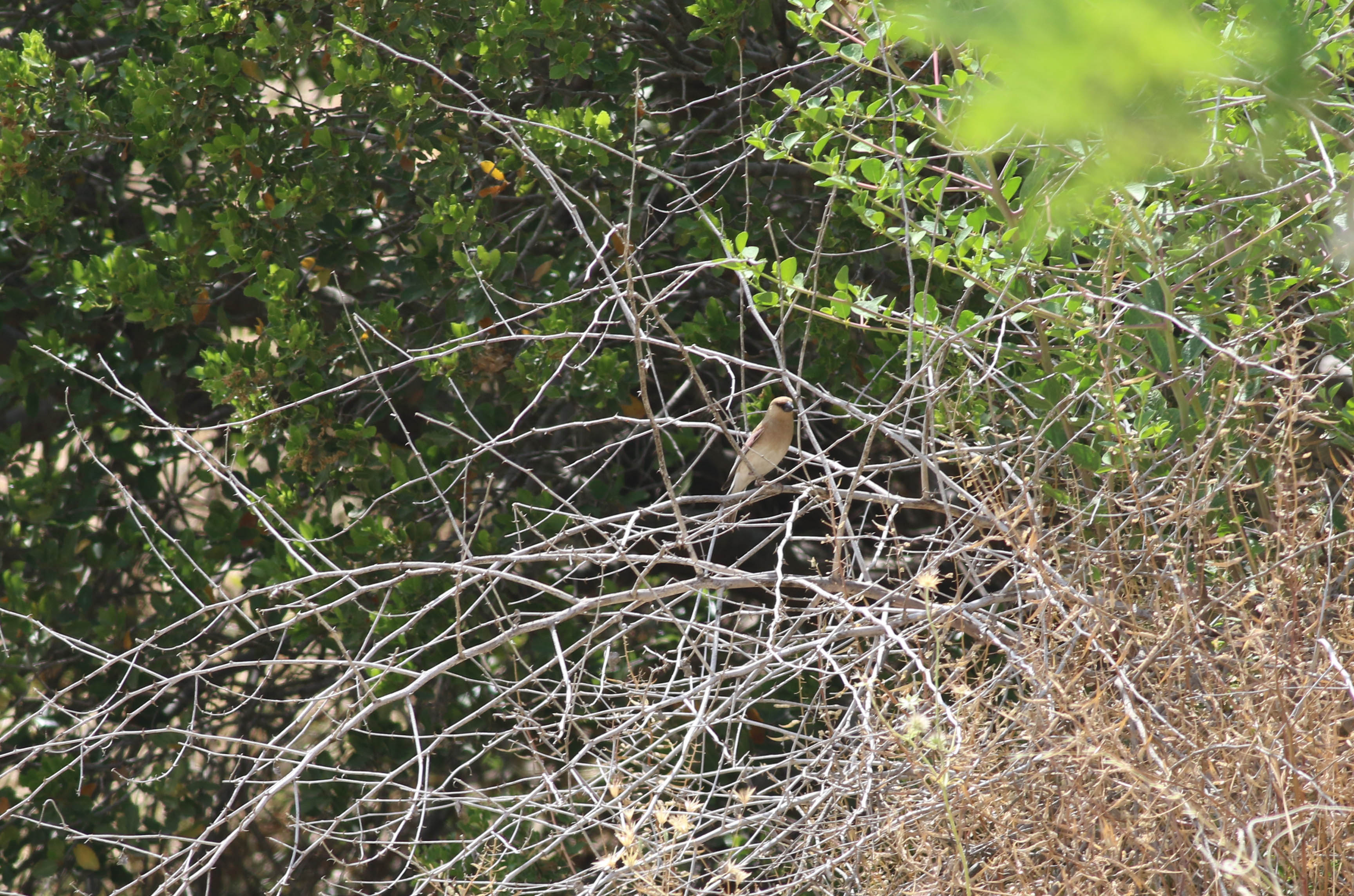 Desert Finch