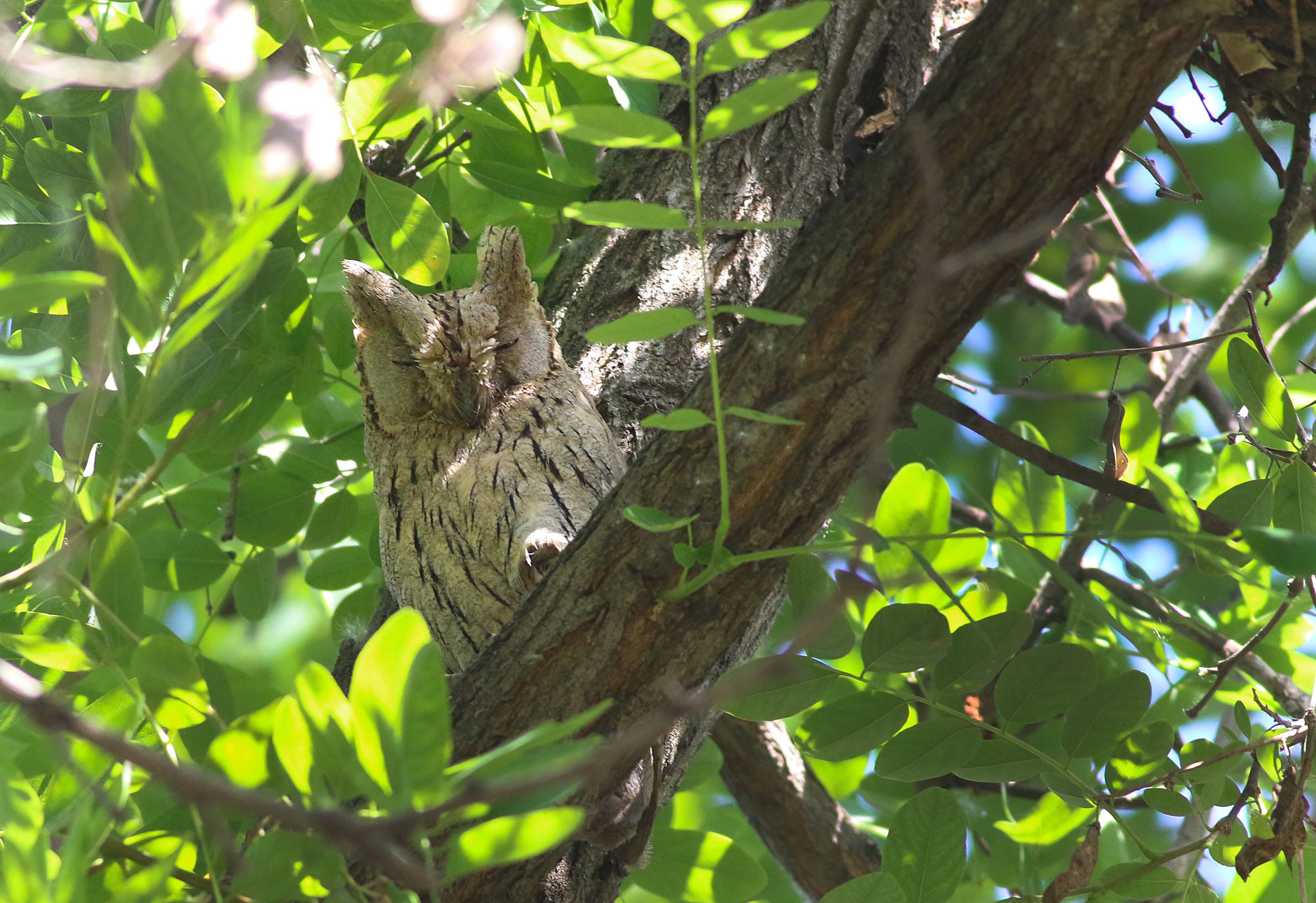 Pallid Scops-Owl