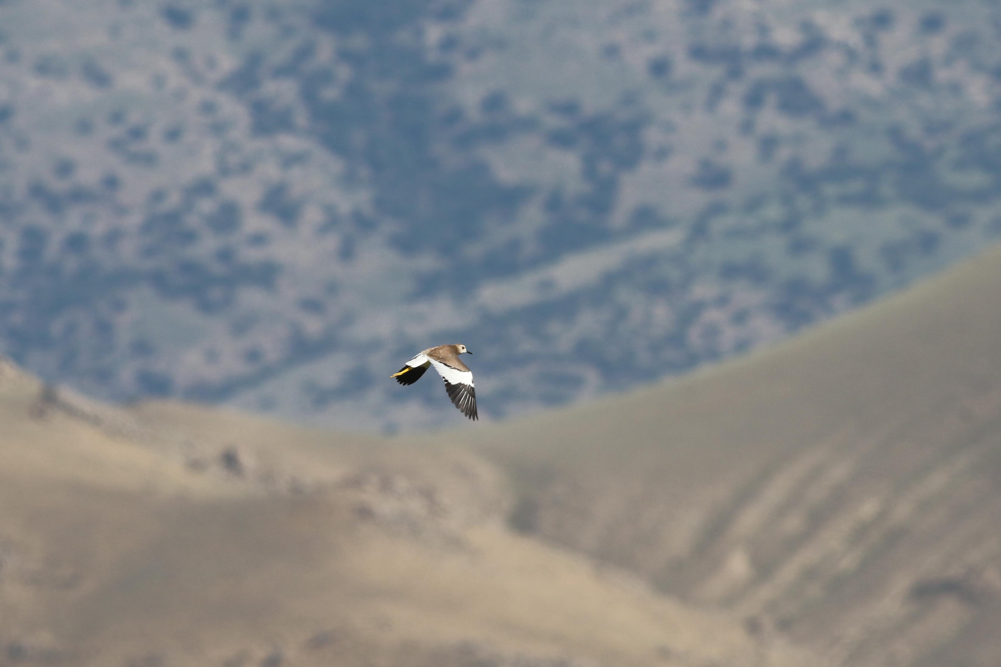 White-tailed Lapwing