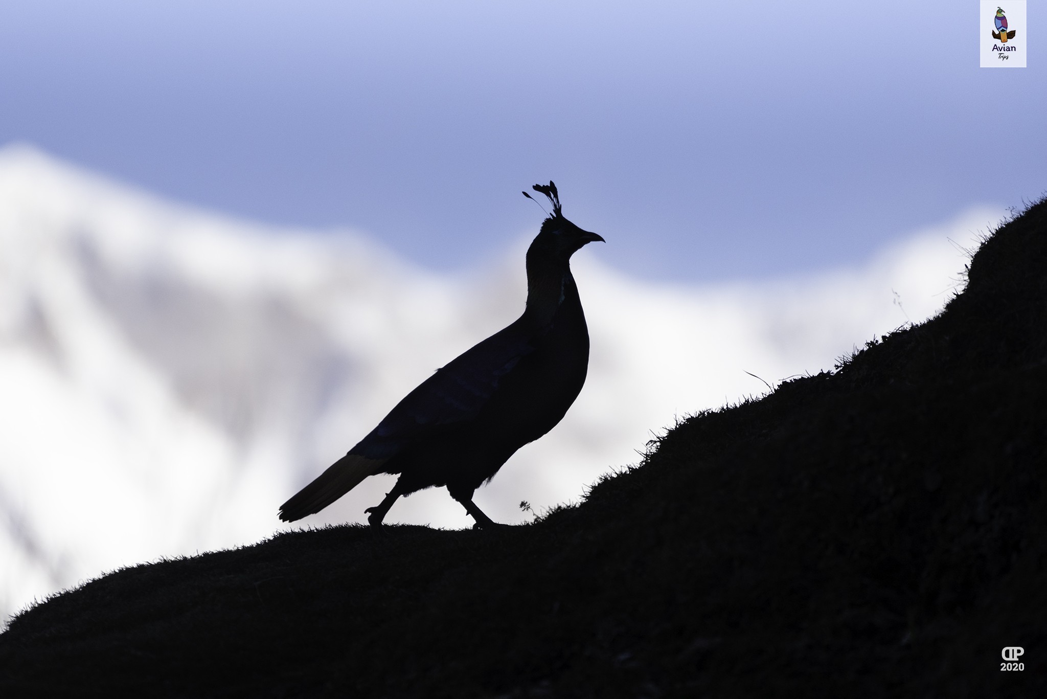 Himalayan Monal — Ana fotoğraf