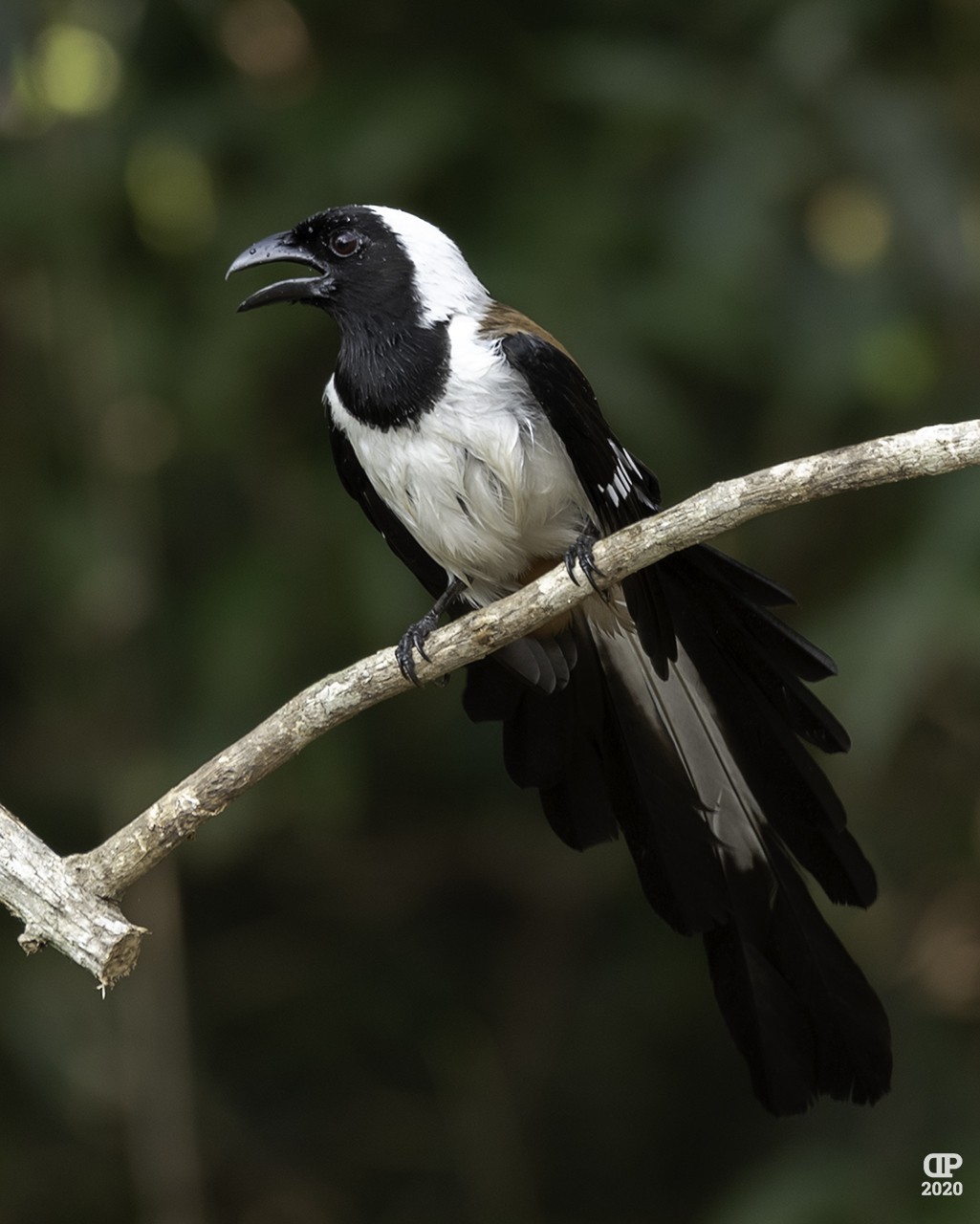 White-bellied Treepie — Ana fotoğraf