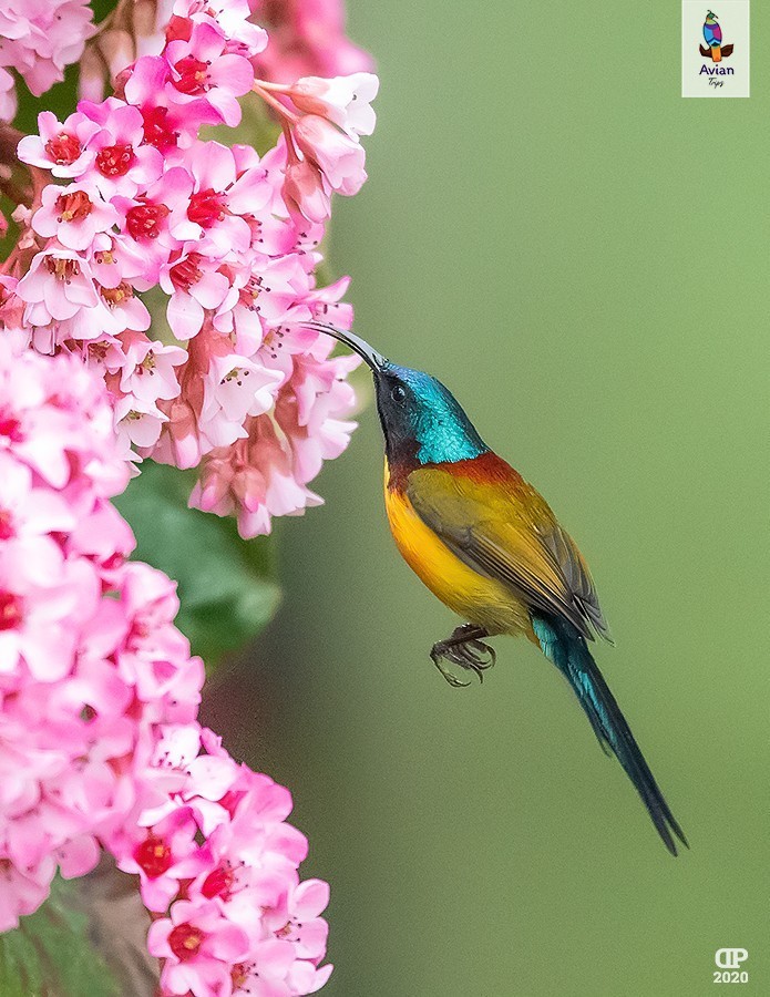 Green-tailed Sunbird — Ana fotoğraf
