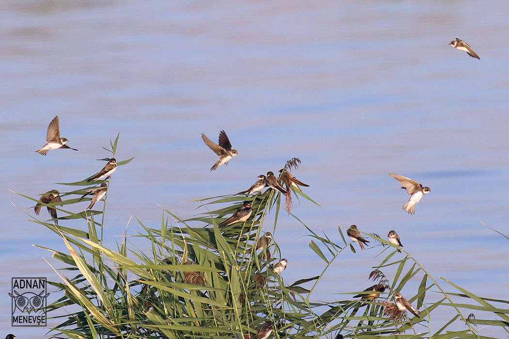 Bank Swallow