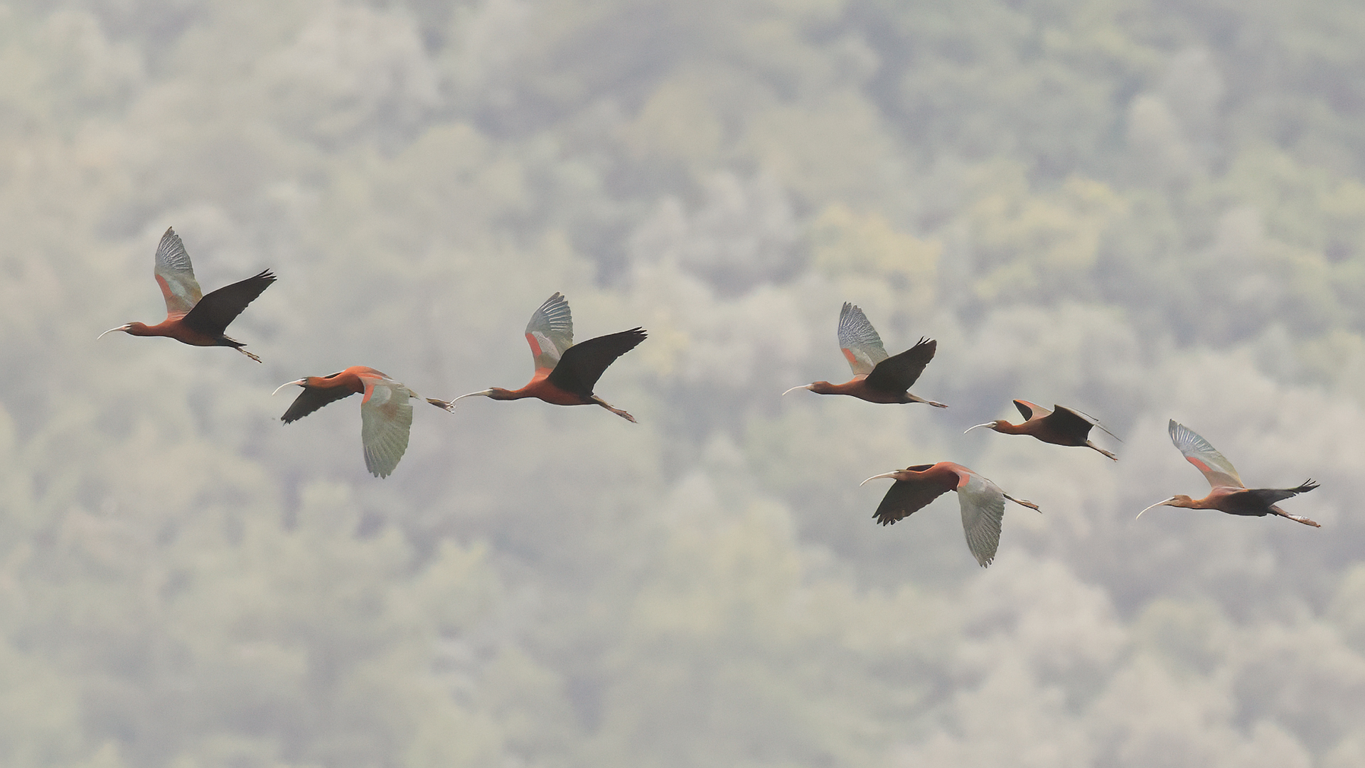 Glossy Ibis