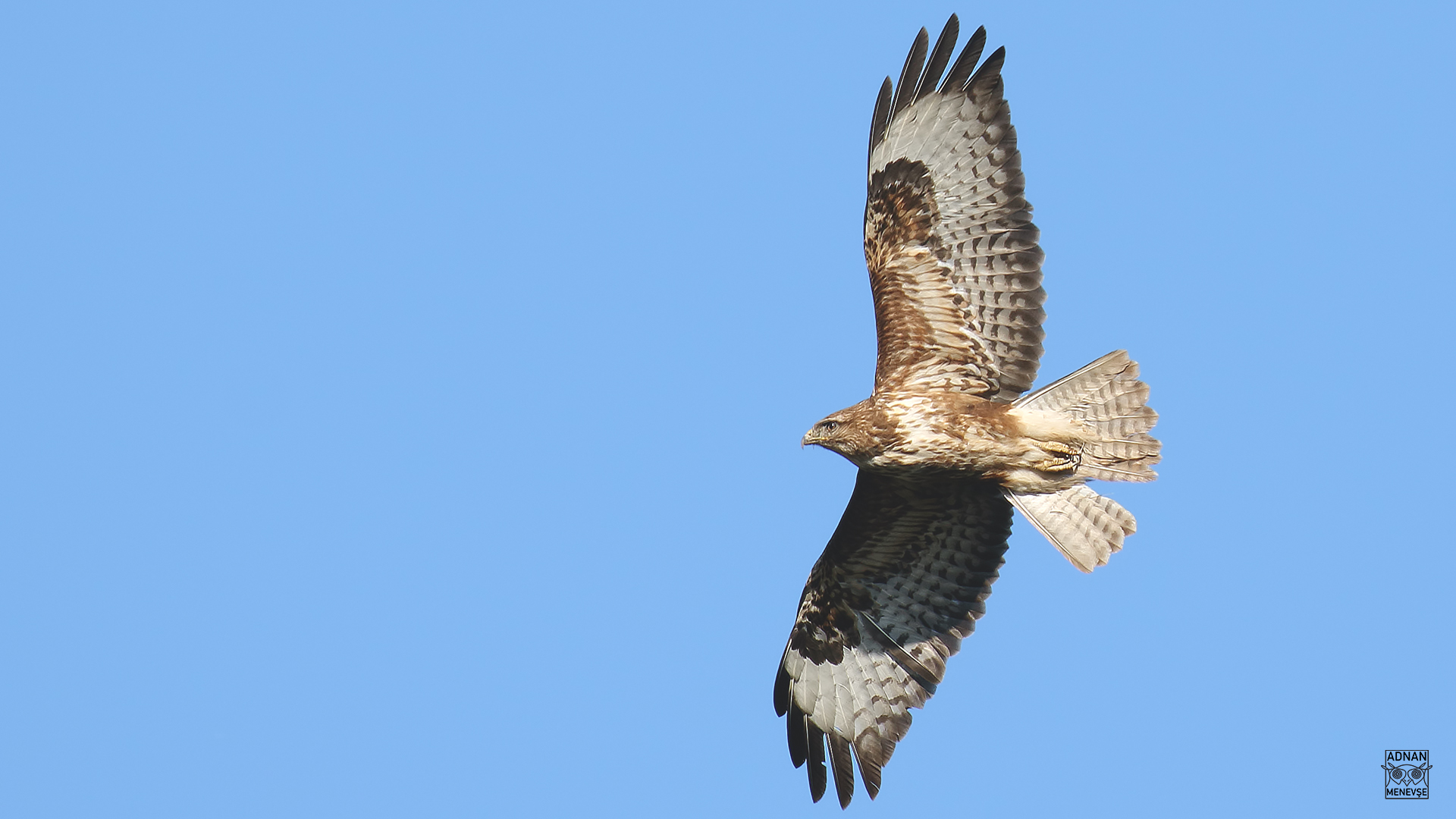Common Buzzard