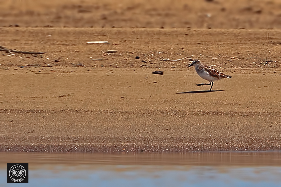 Broad-billed Sandpiper