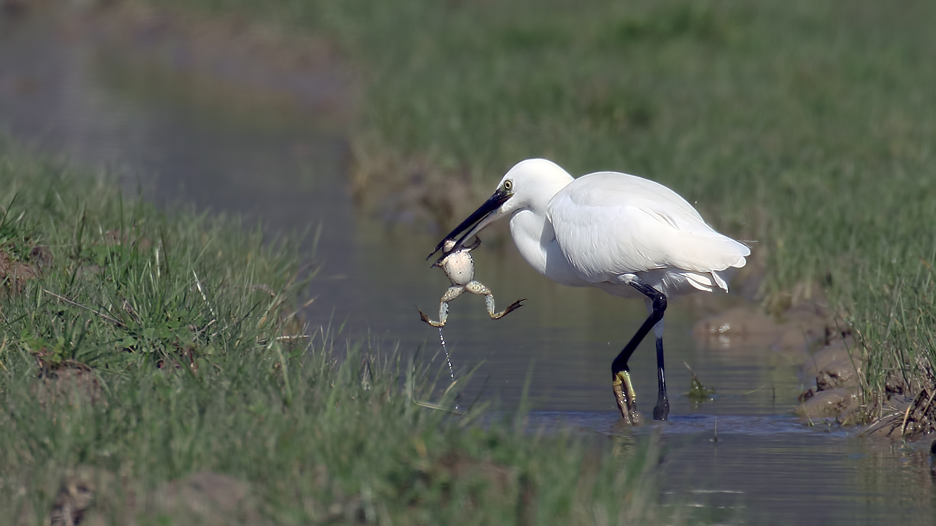 Little Egret
