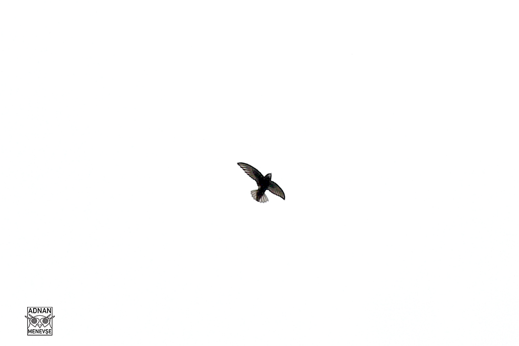 Little Swift