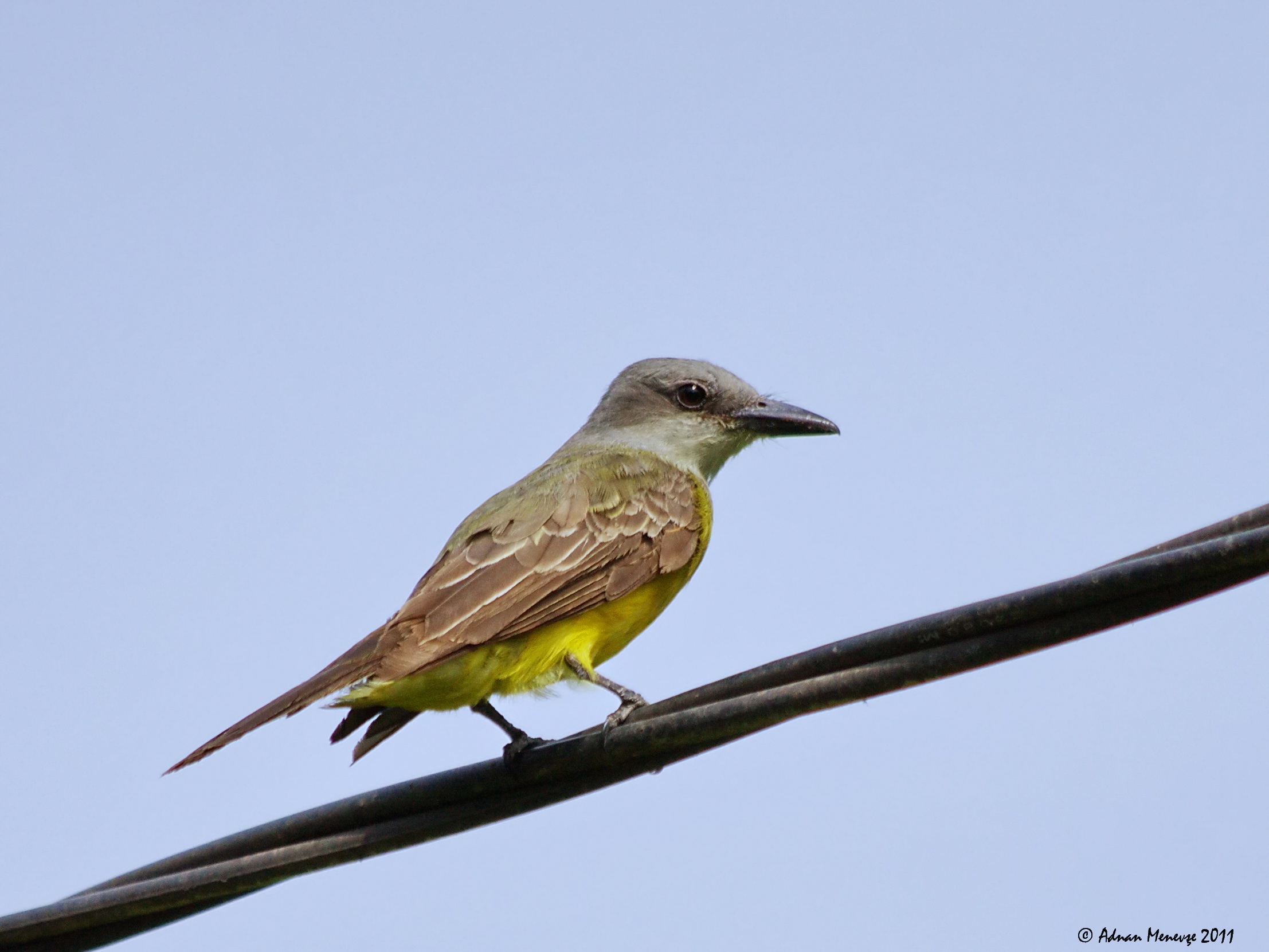 Tropical Kingbird