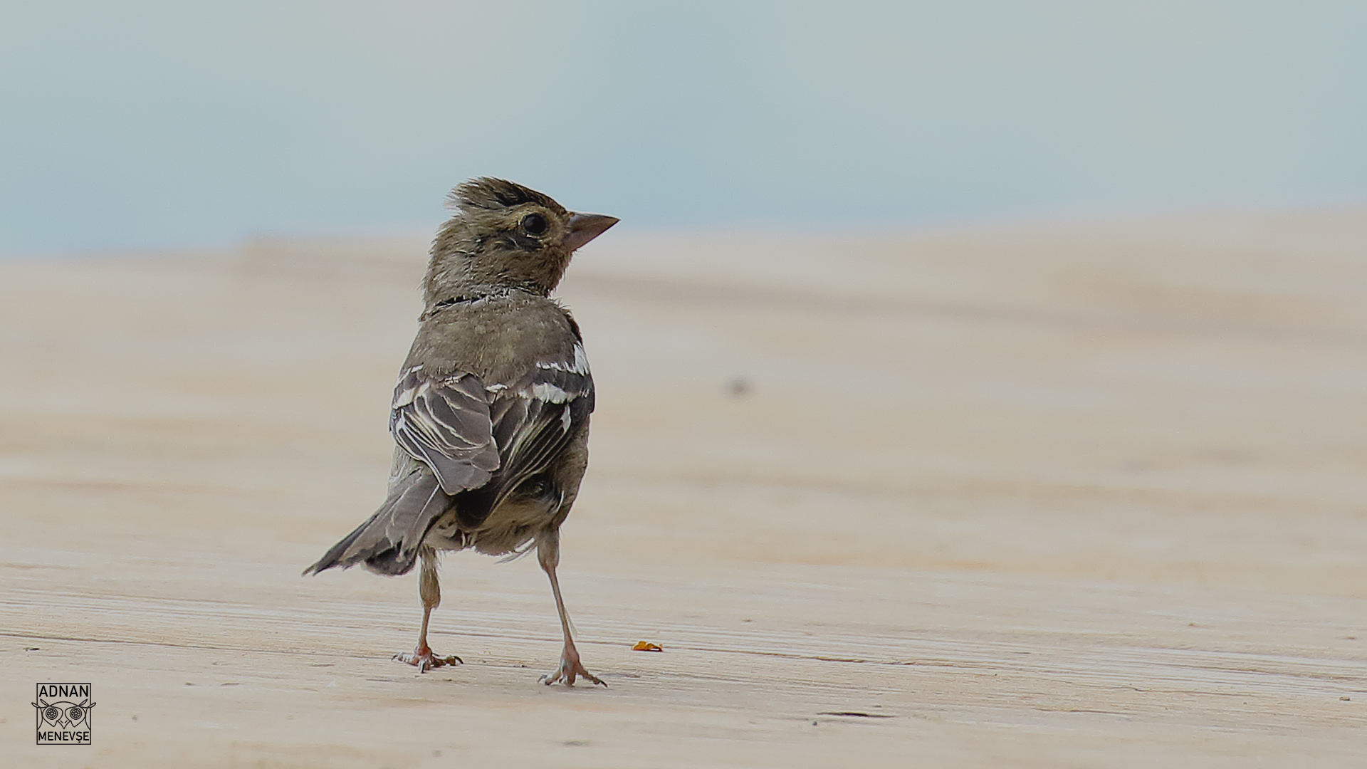 Common Chaffinch