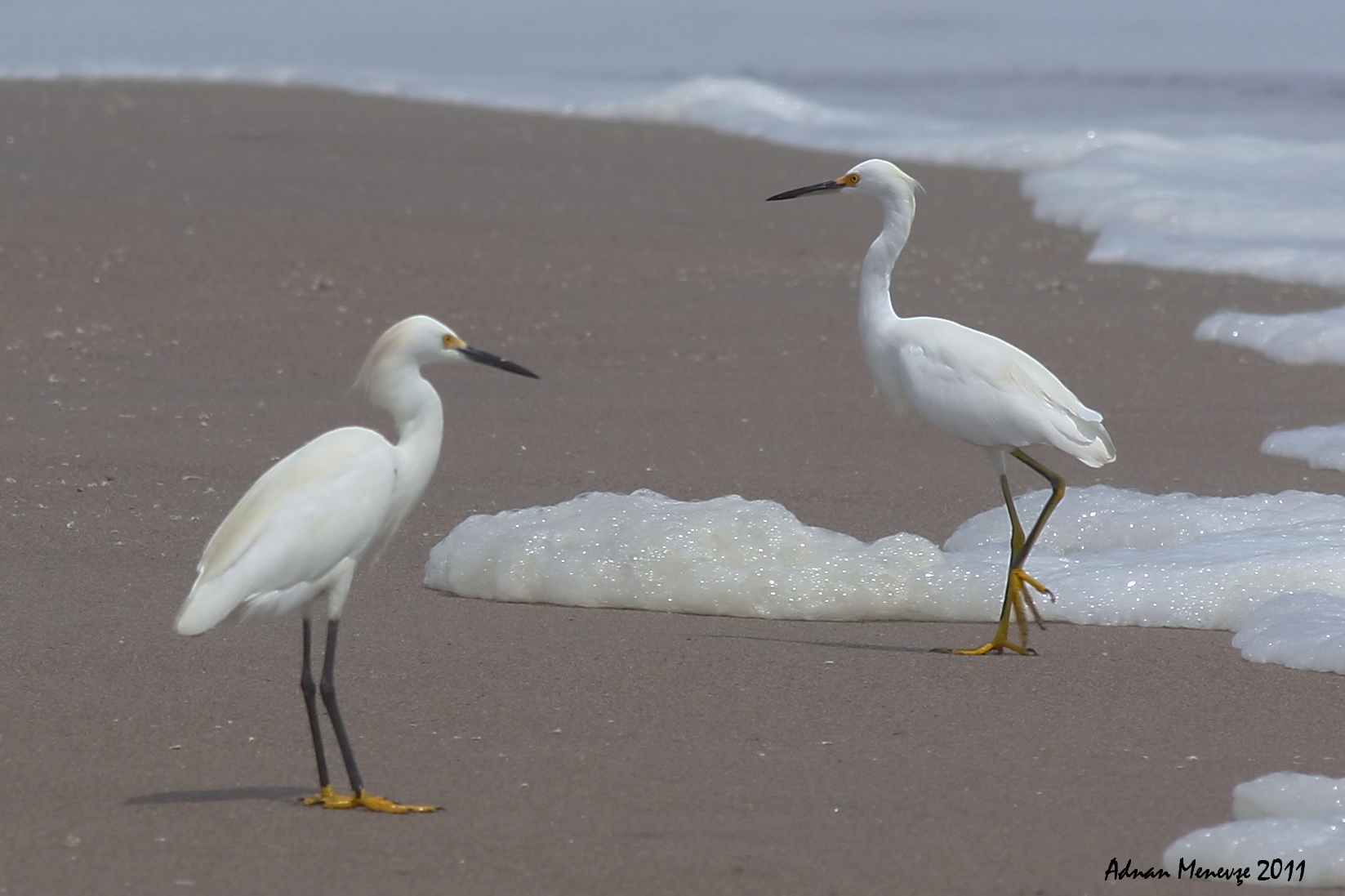 Snowy Egret