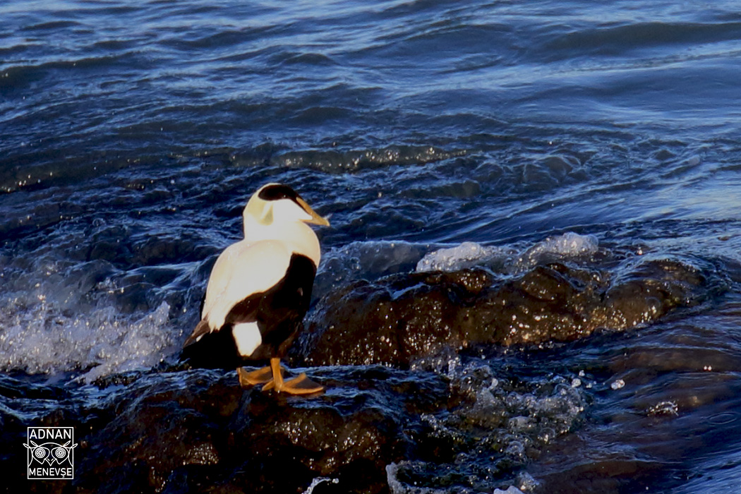 Common Eider