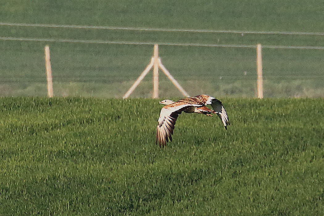 Great Bustard