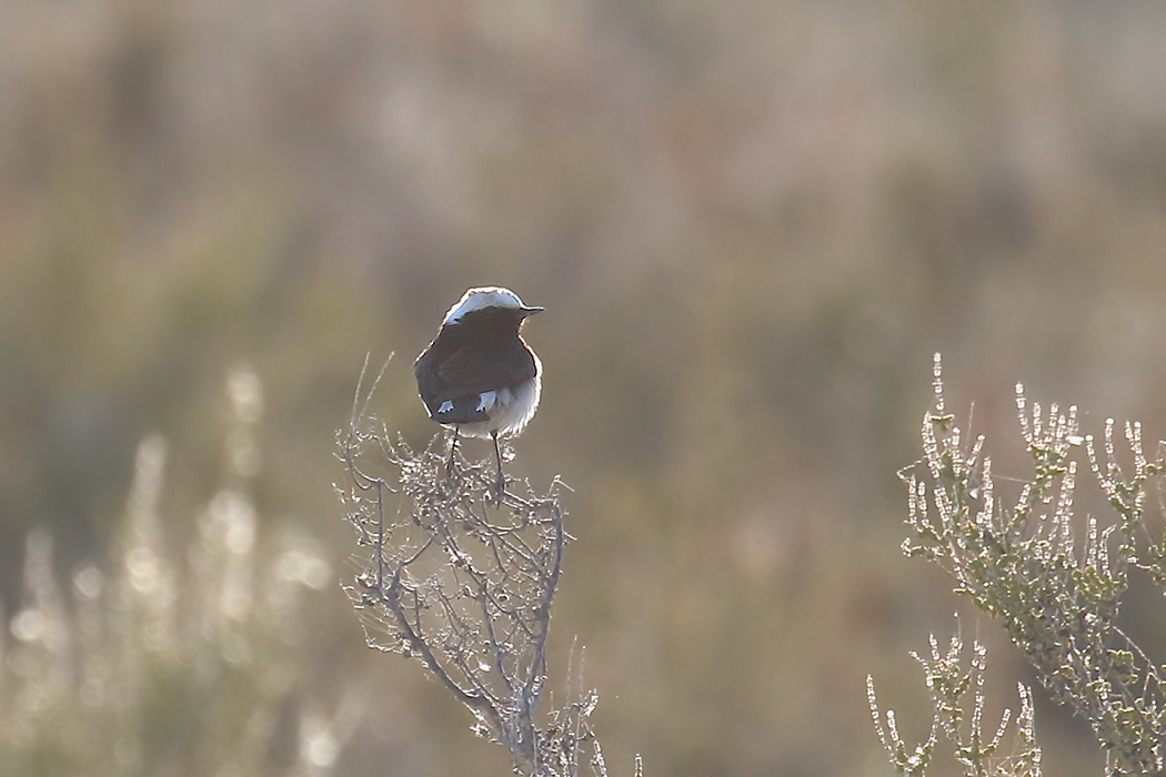 Pied Wheatear — Ana fotoğraf