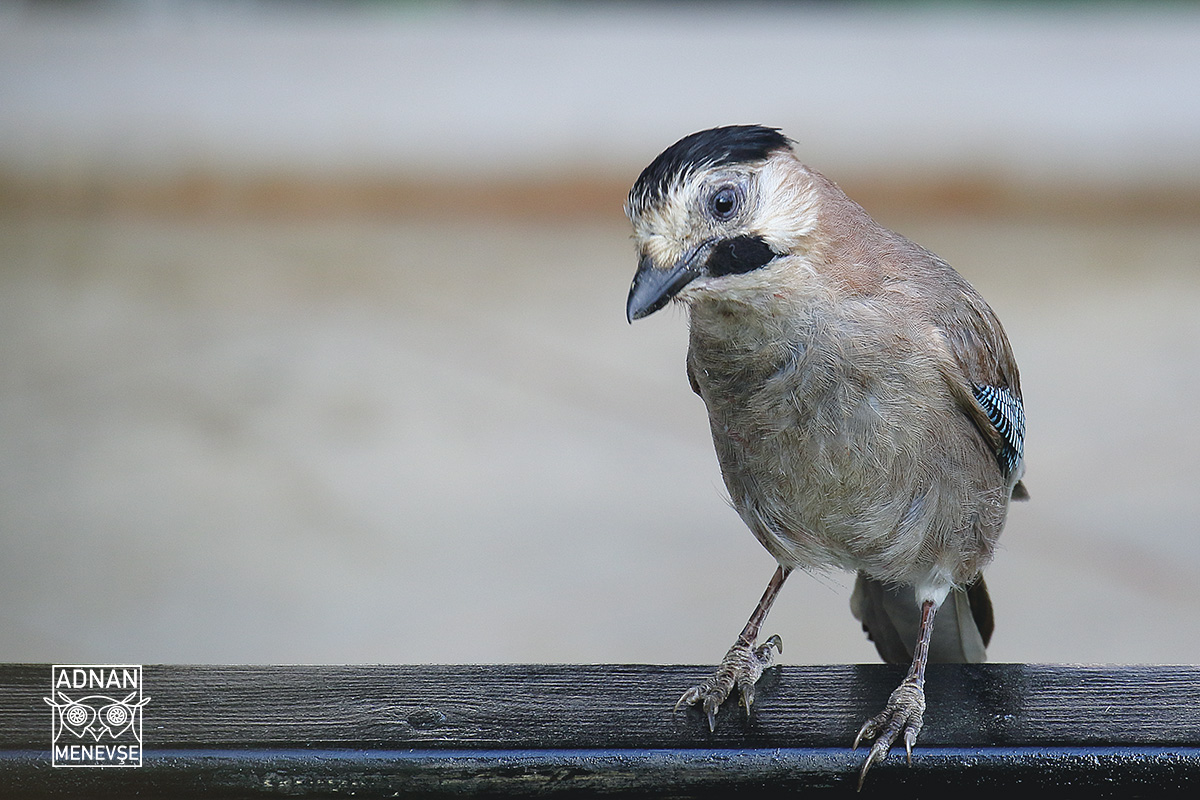 Eurasian Jay