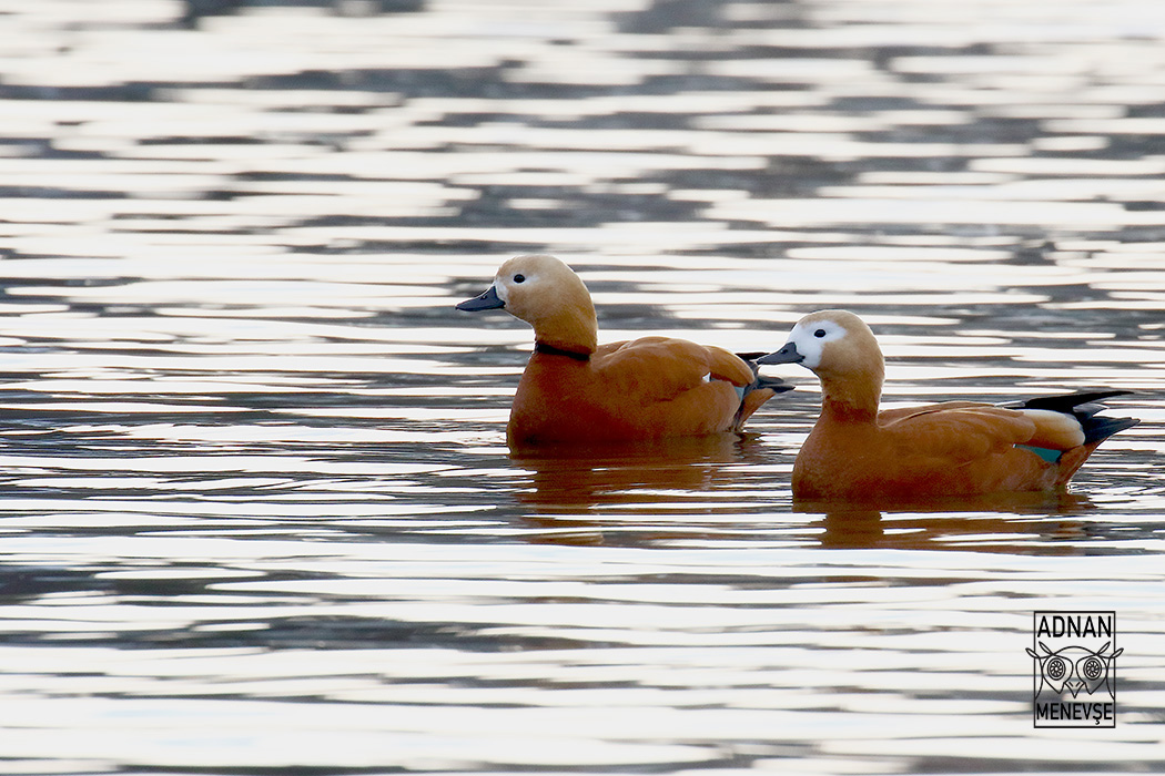 Ruddy Shelduck